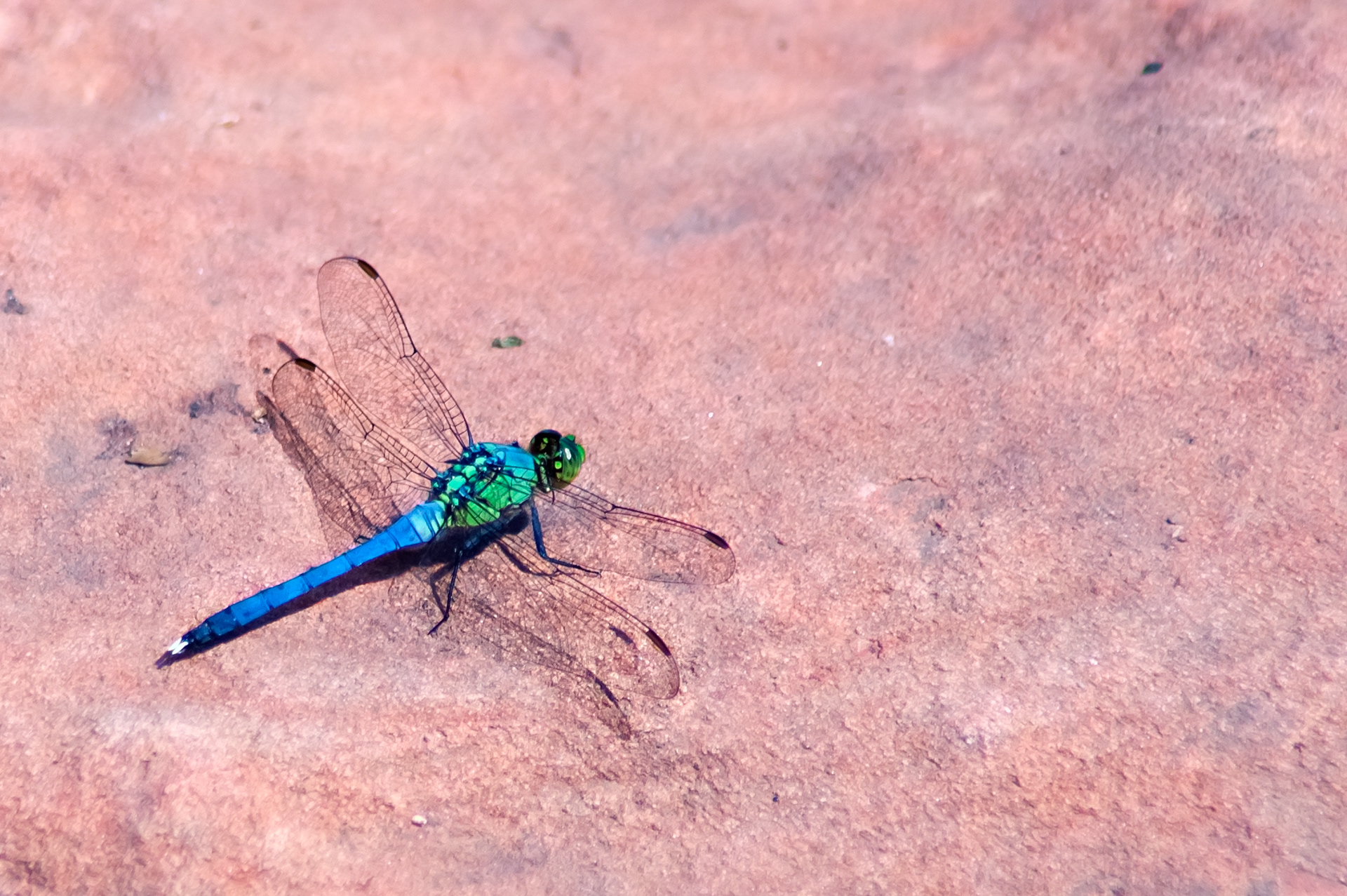 Eastern Pond hawk - Male  (Erythemis simplicicollis)