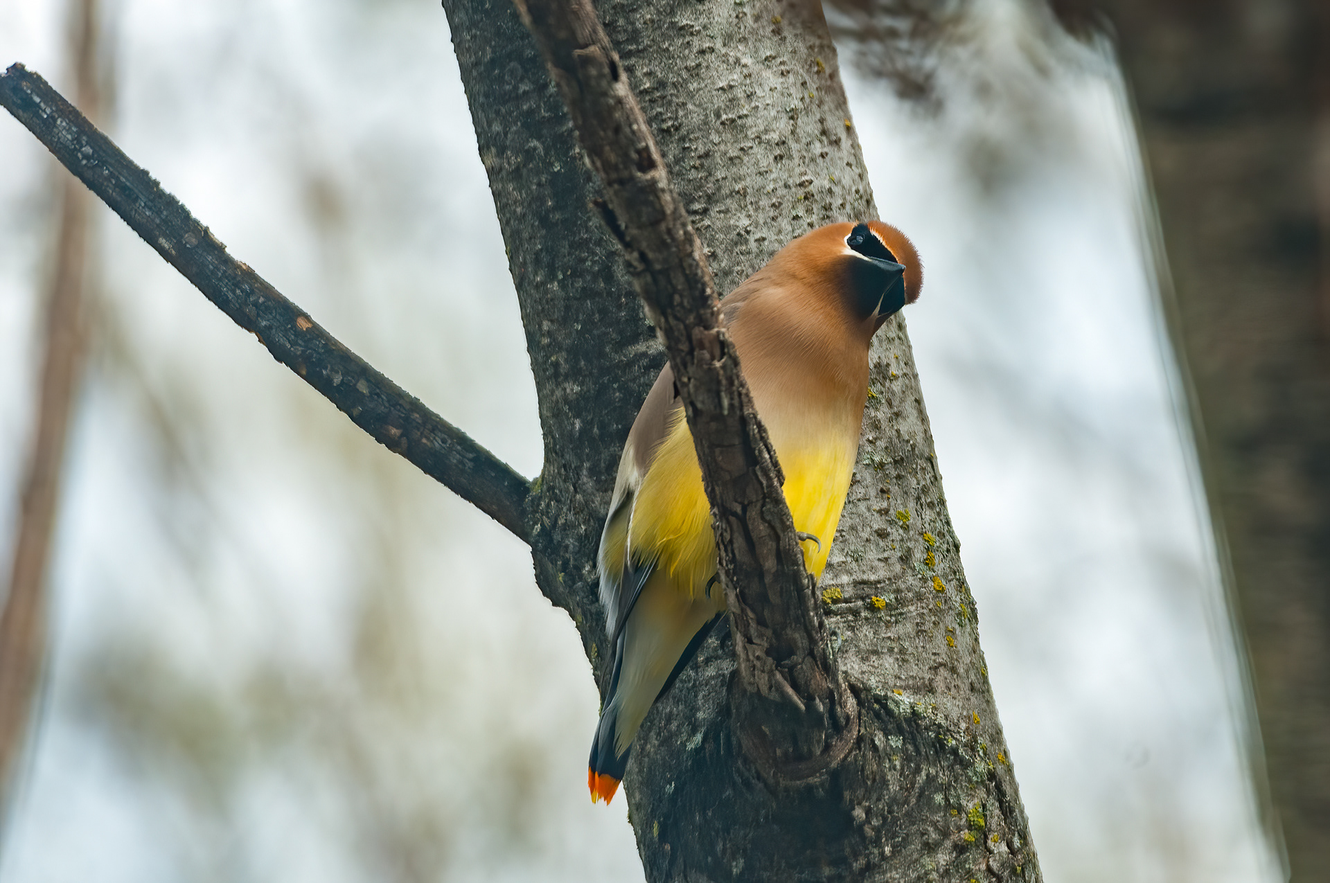 Cedar Waxwing (Bombycilla cedrorum)