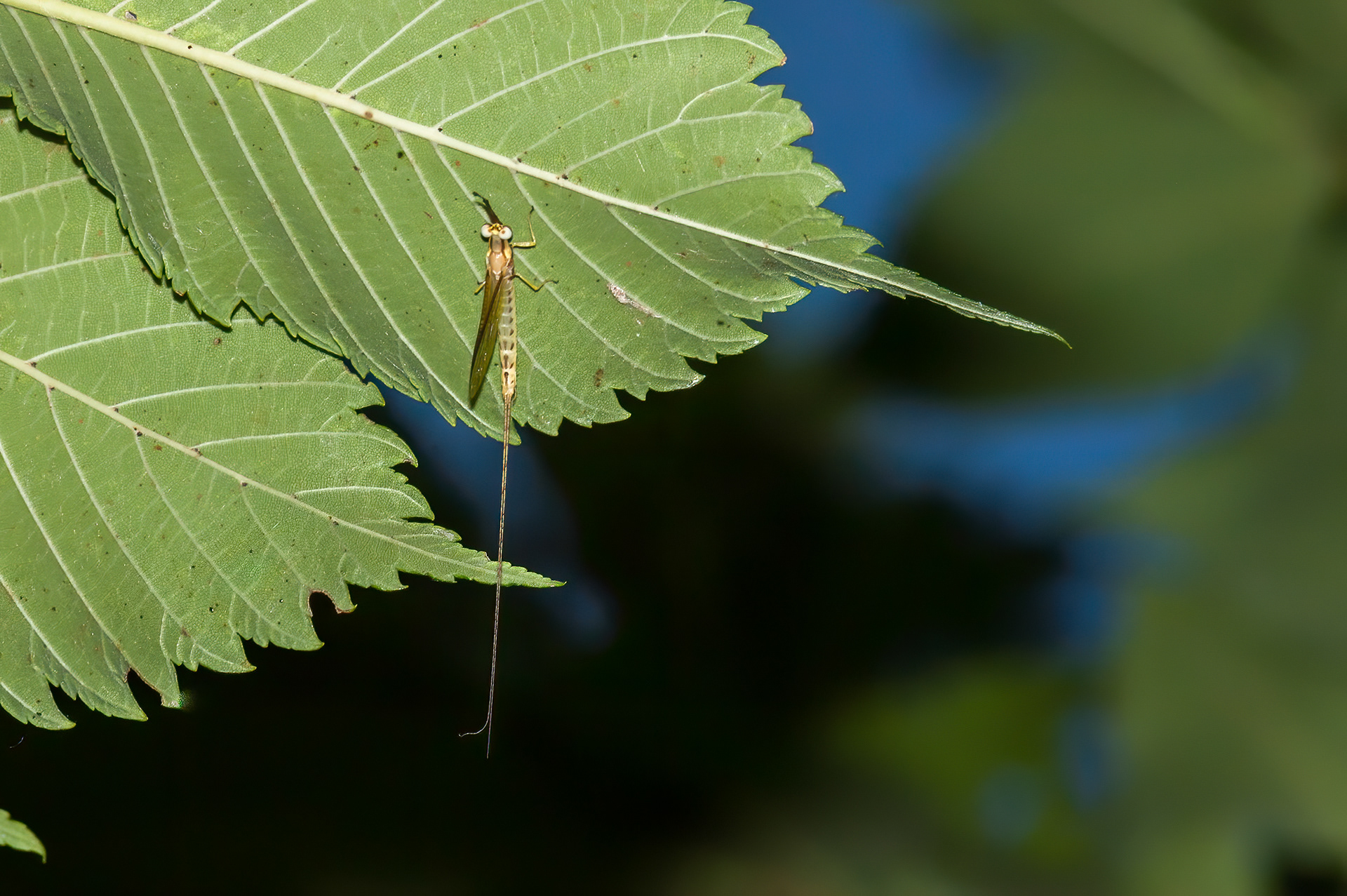 Yellow Mayly (Heptagenia sulphurea)