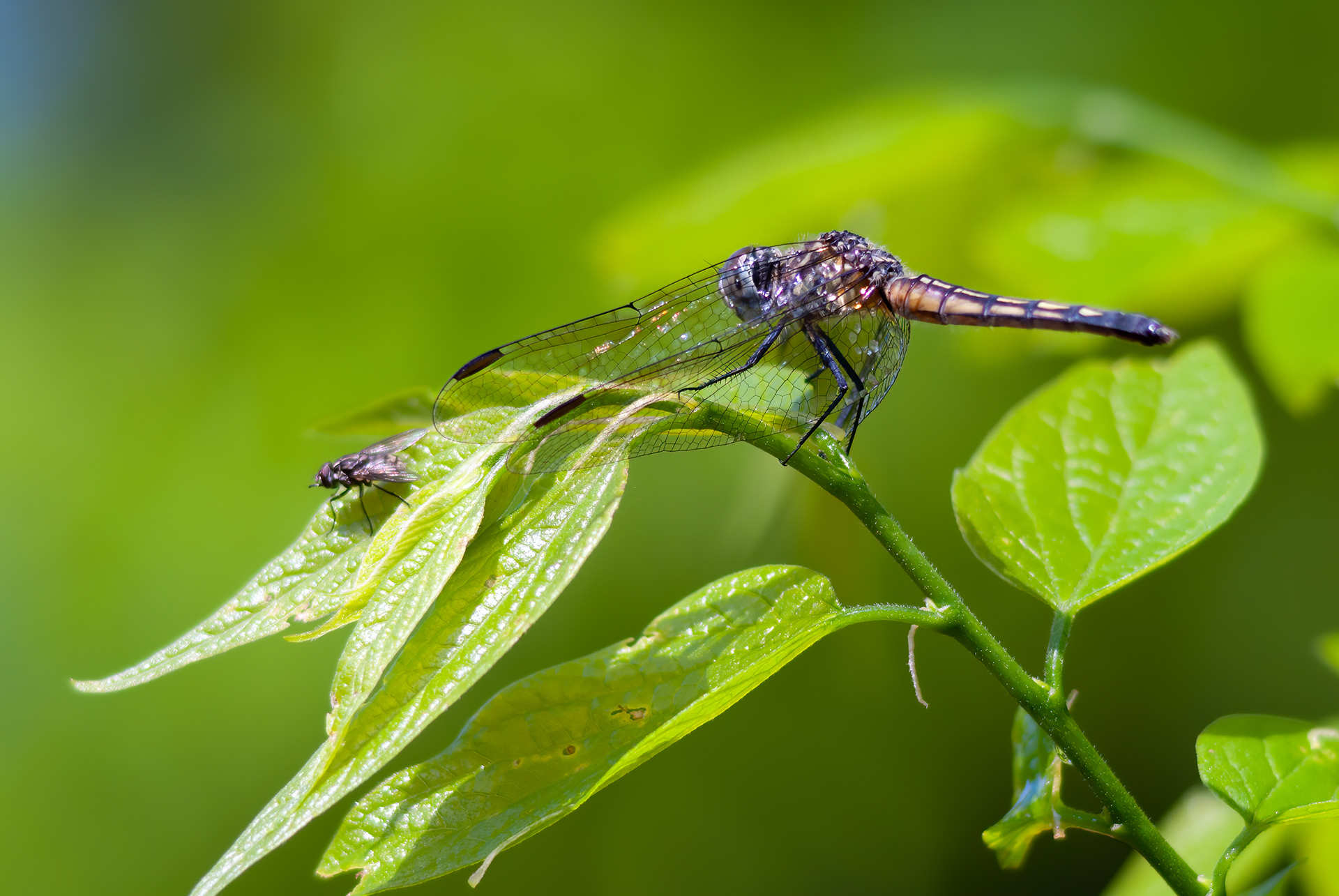 Blue Dasher (Pachydiplax longipennis)