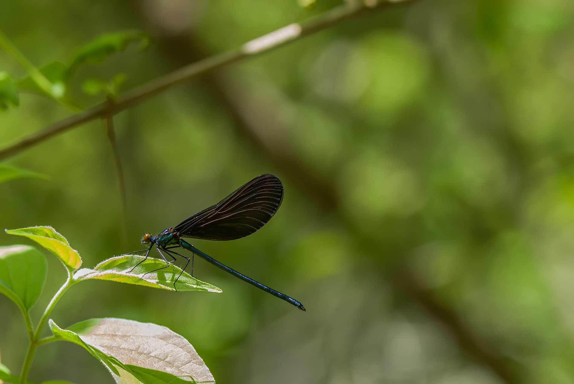 Ebony Jewelwinmg (Calopteryx maculata)