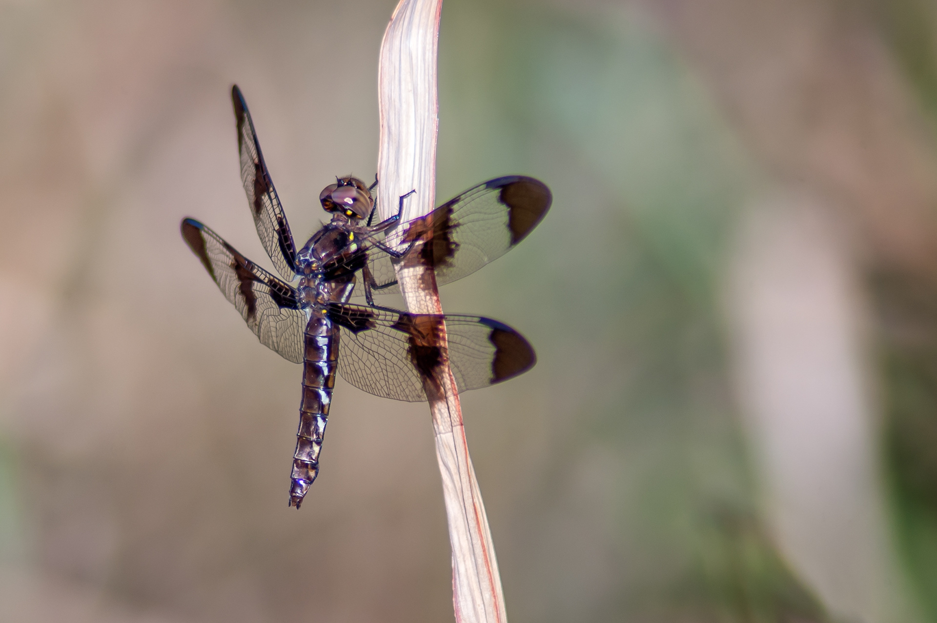 Common Whitetail - Female (Plathemis lydia )