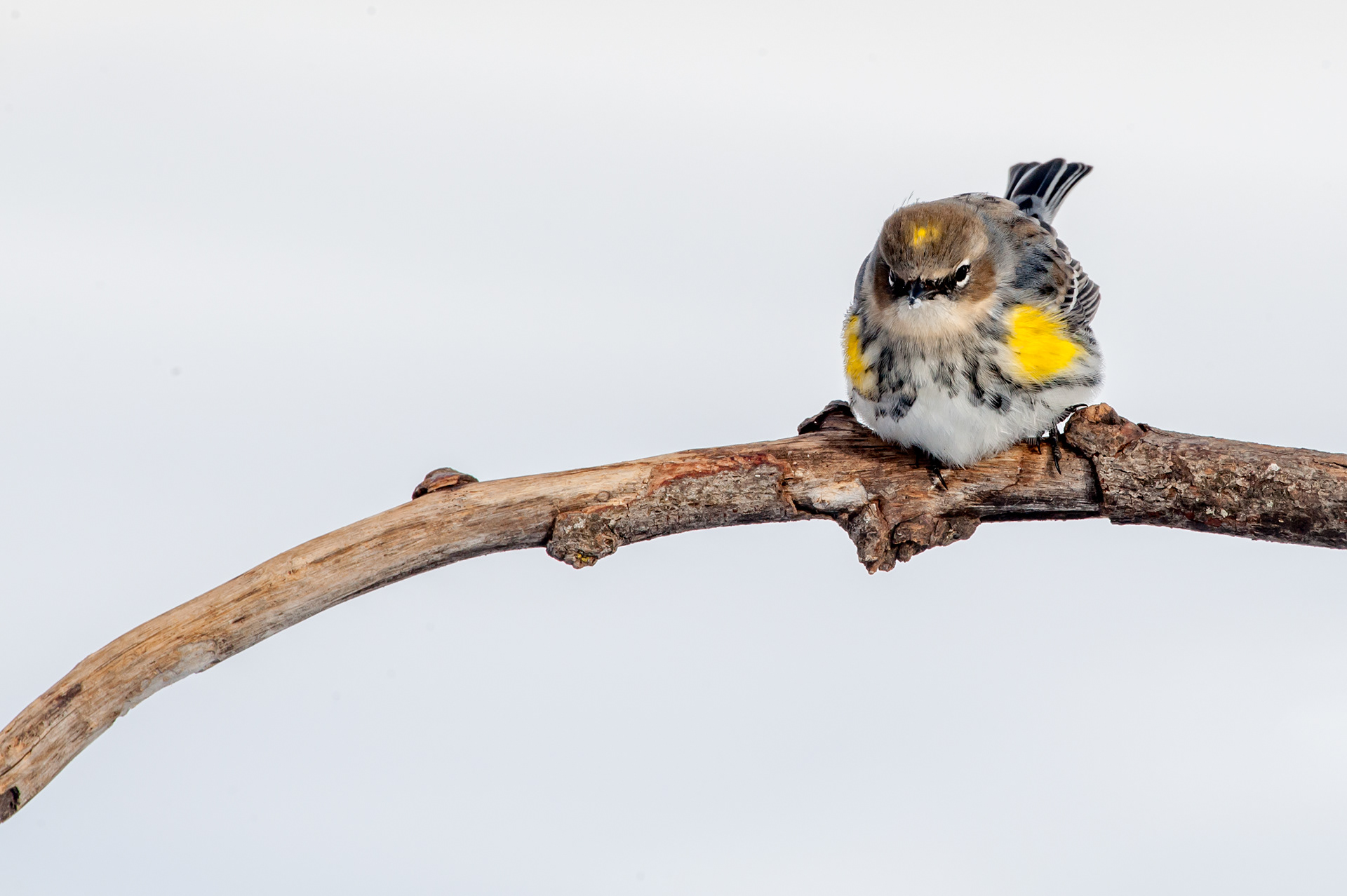 Yellow-rumped Warbler (Setophaga coronata)