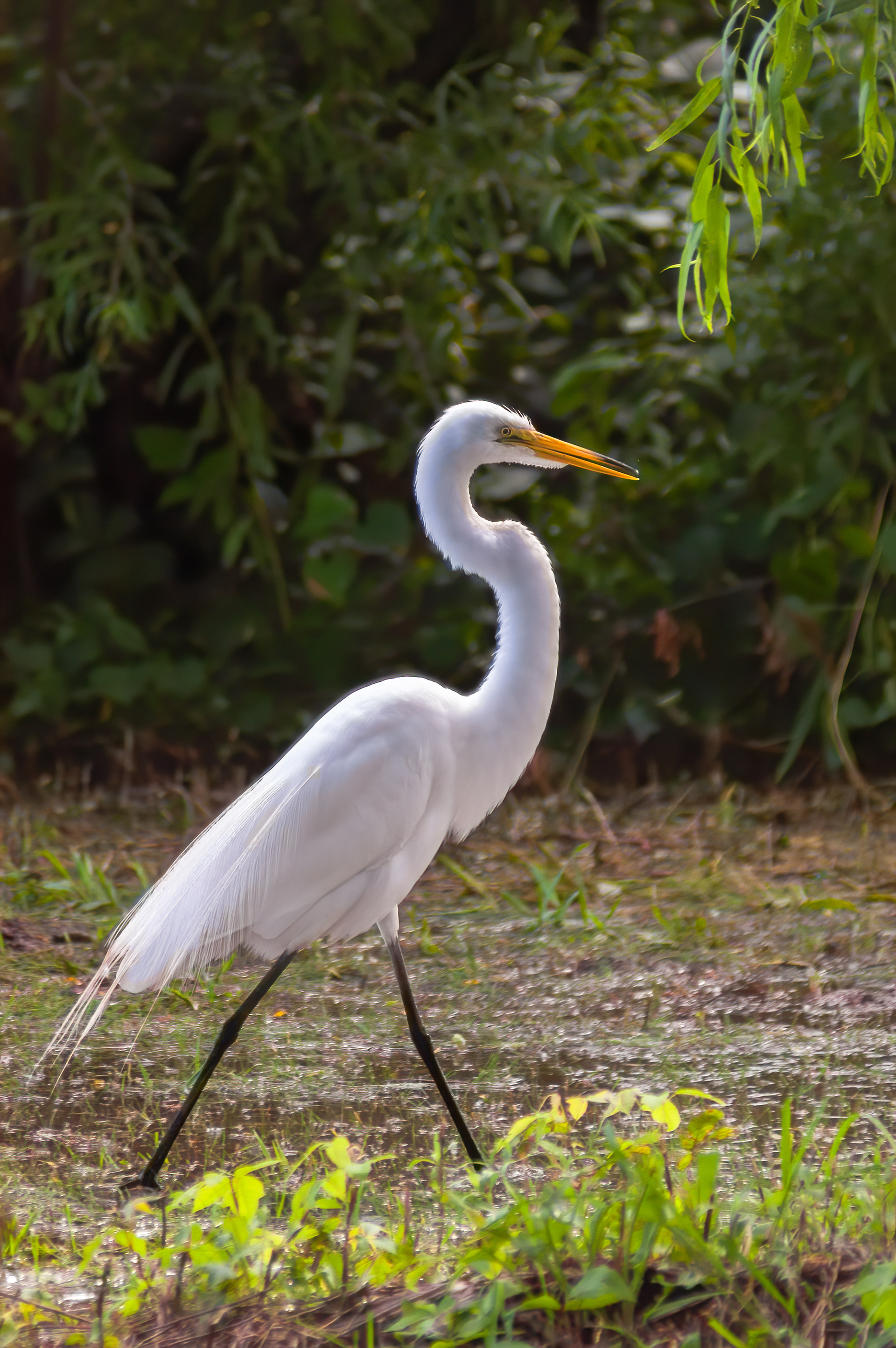 Great Egret (Ardea alba)