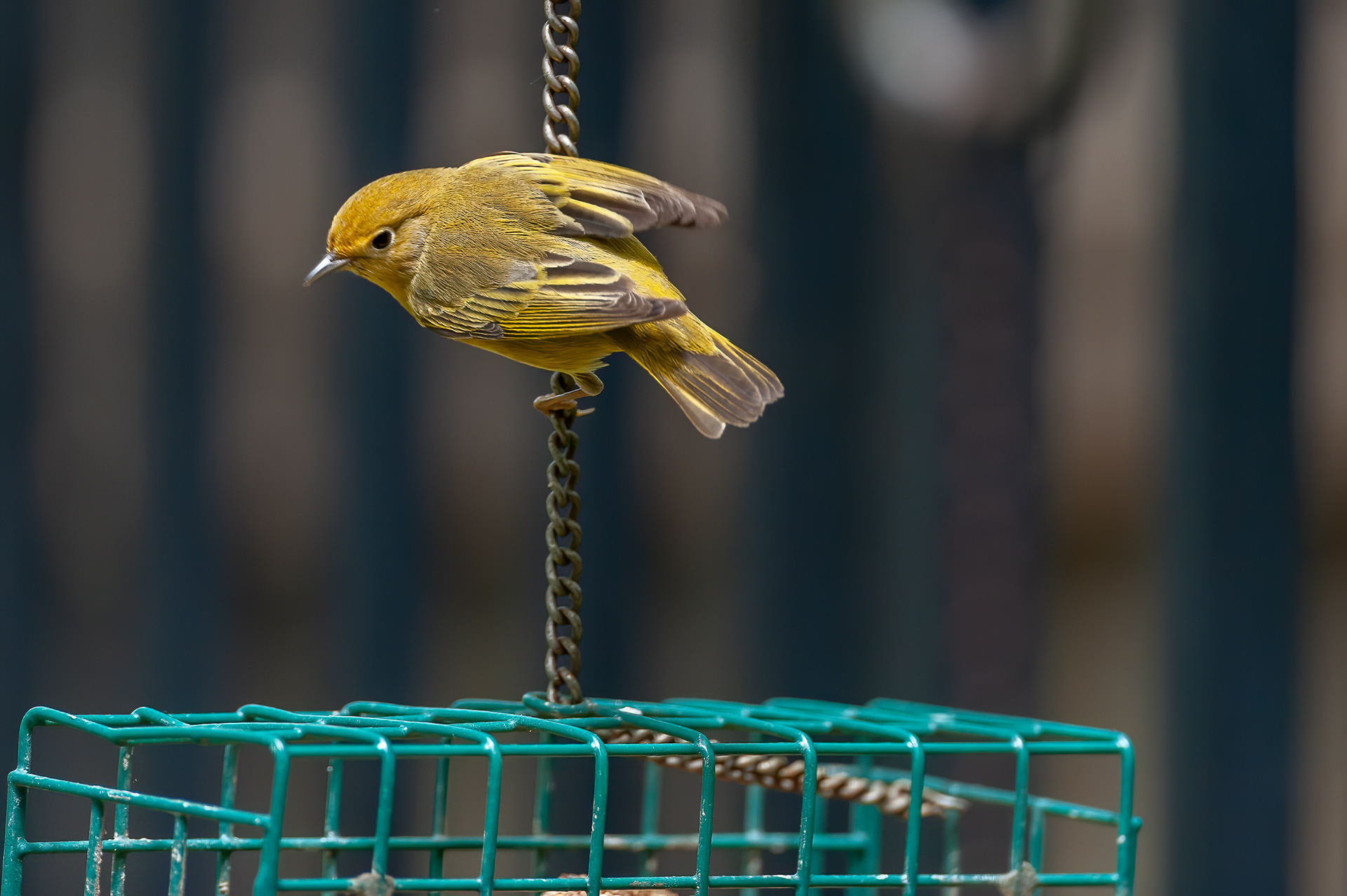 Yellow Warbler - Male (Setophaga petech