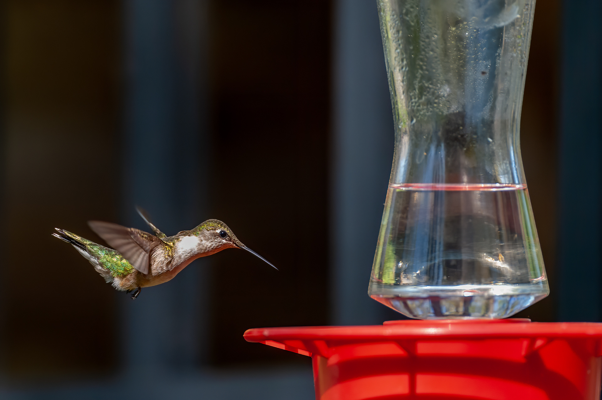 Ruby-throated Hummingbird - Female (Archilochus colubris))