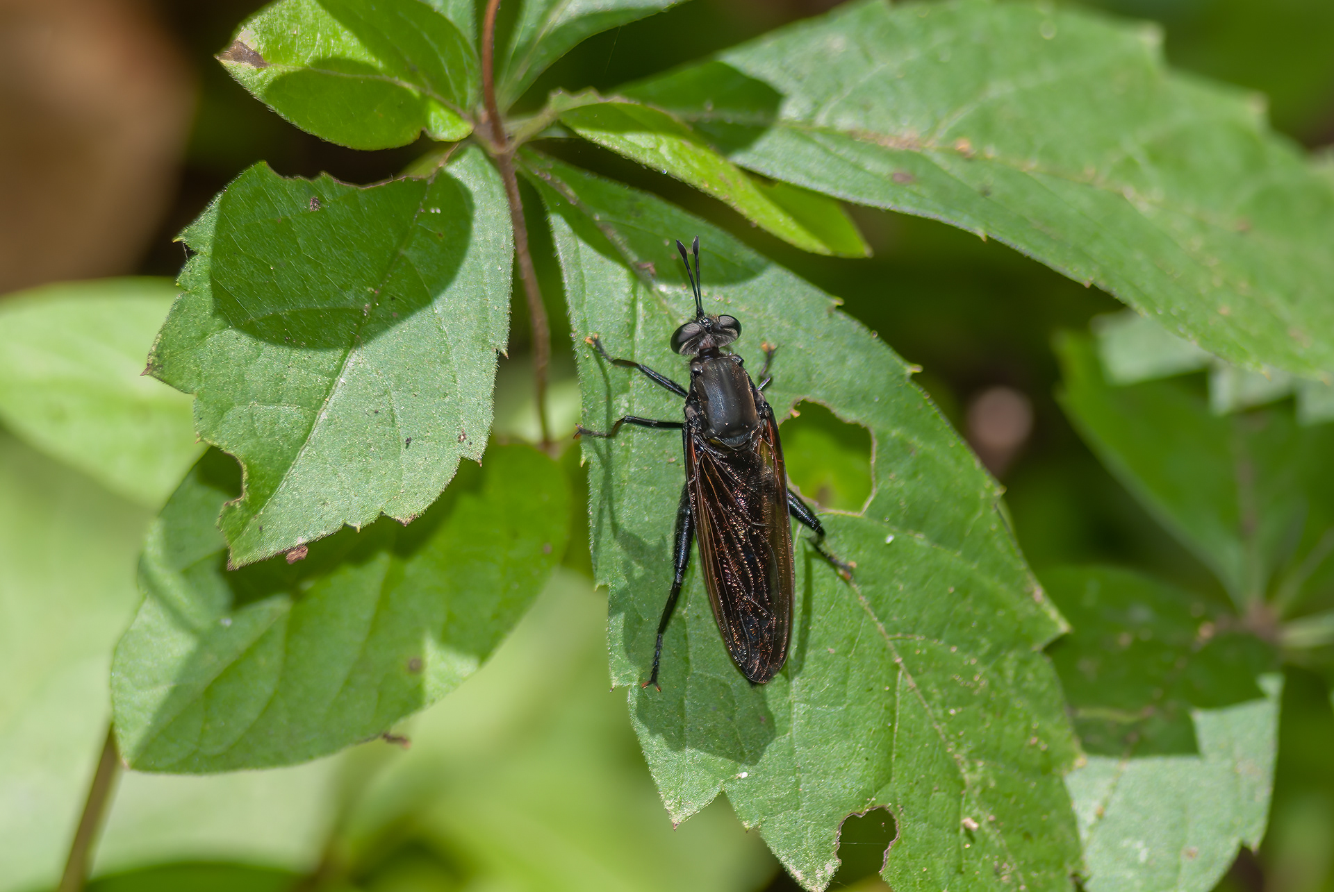 Midas Fly (Mydas clavatus)