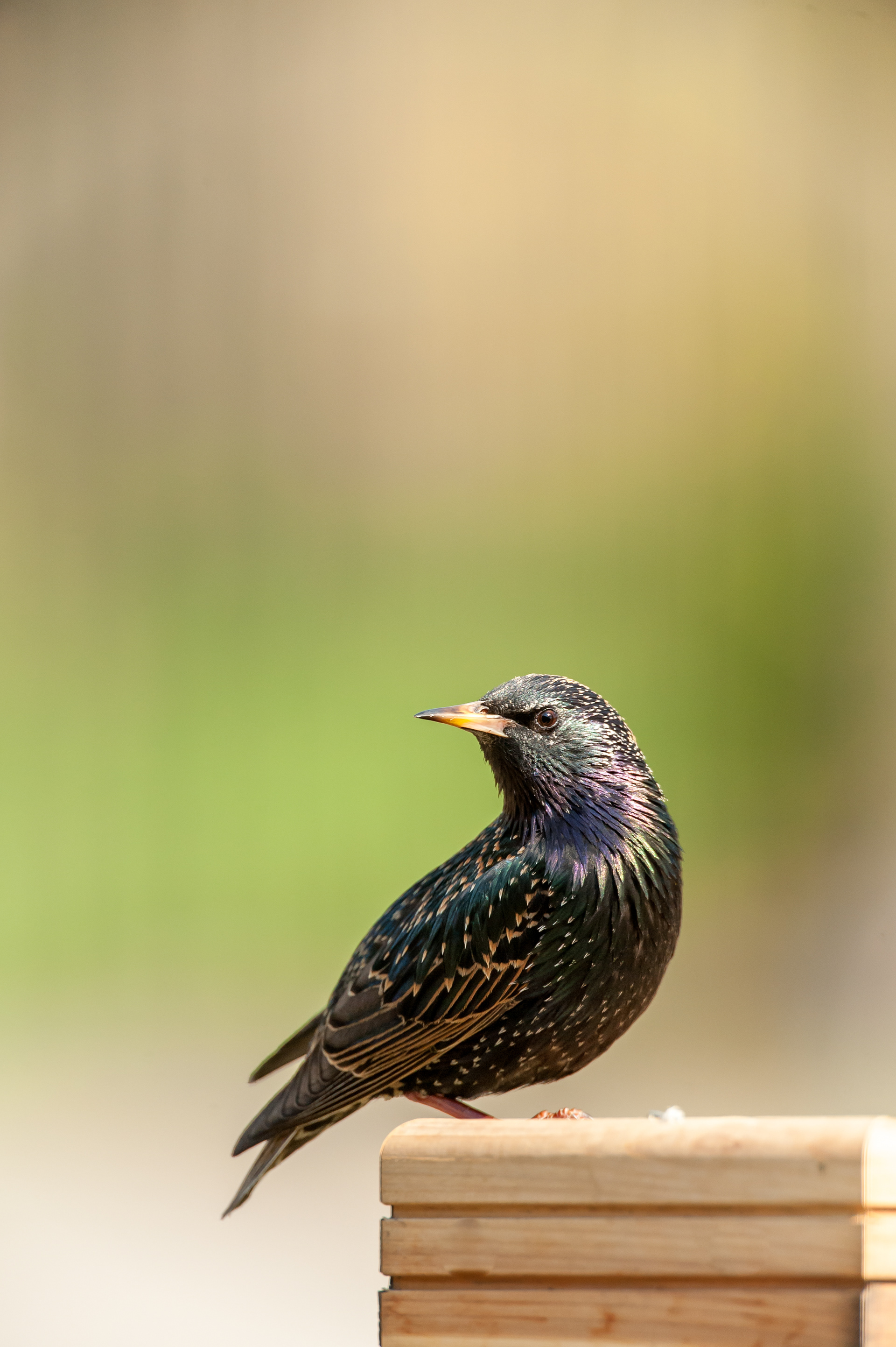 Common Starling