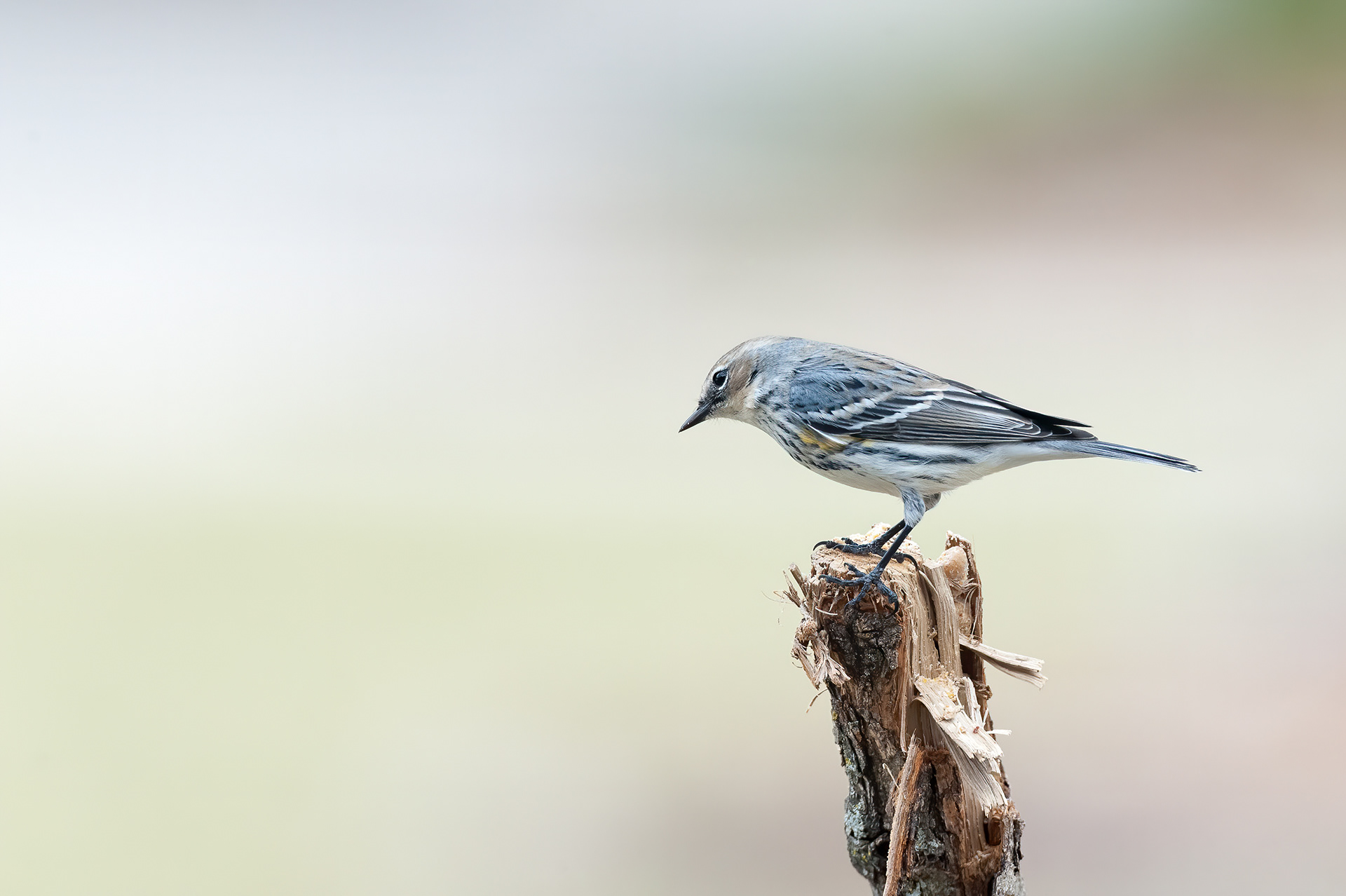 Yellow-rumped Warbler (Setophaga coronata)