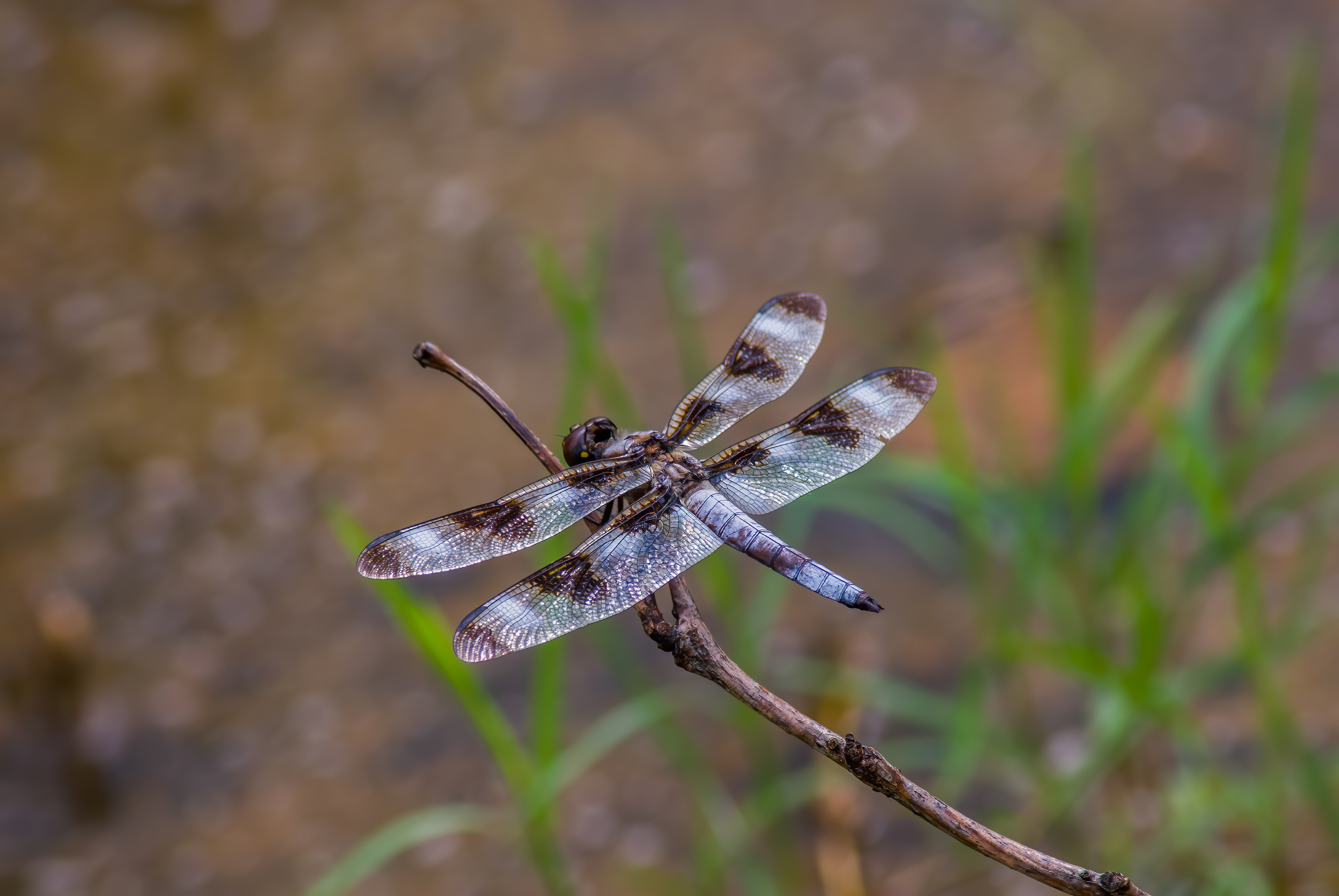 Twelve-spotted Skimmer (Libellula pulchella)