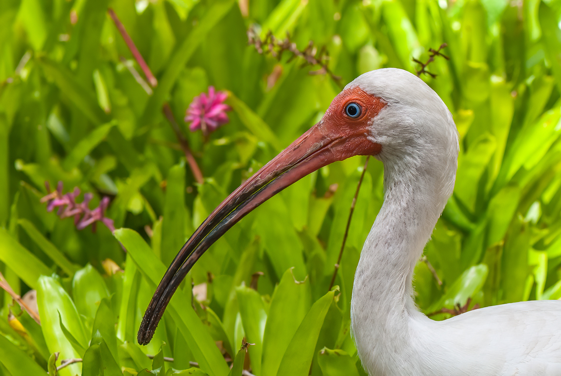 White Ibis (Eudocimus albus))