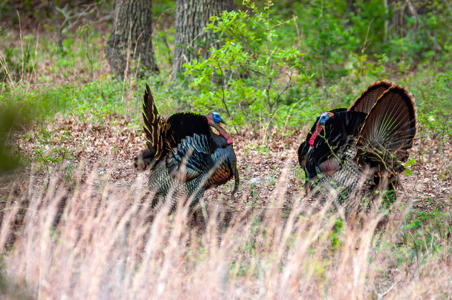 Wild Turkey (Meleagris gallopavo)