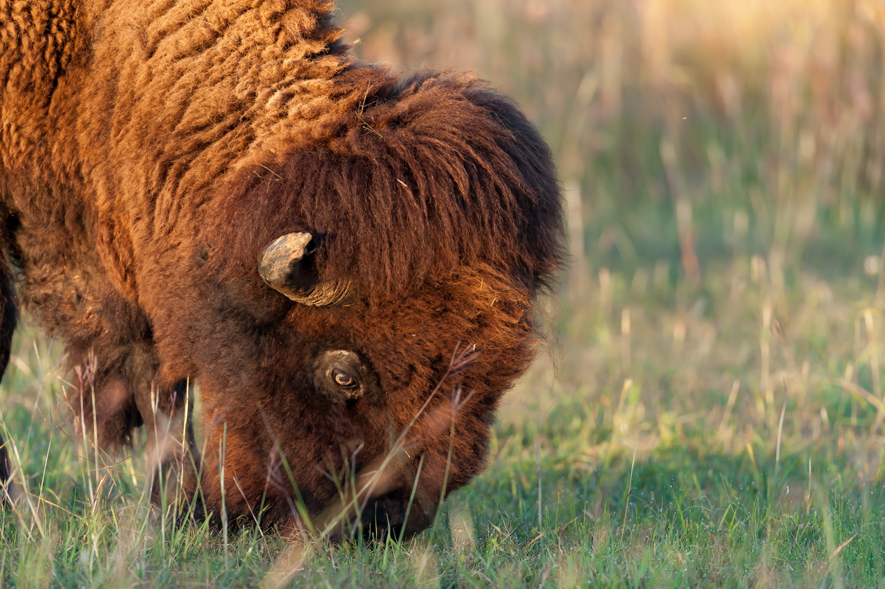 American Bison grazing in the Wichita Mountains National Wildlife Refuge