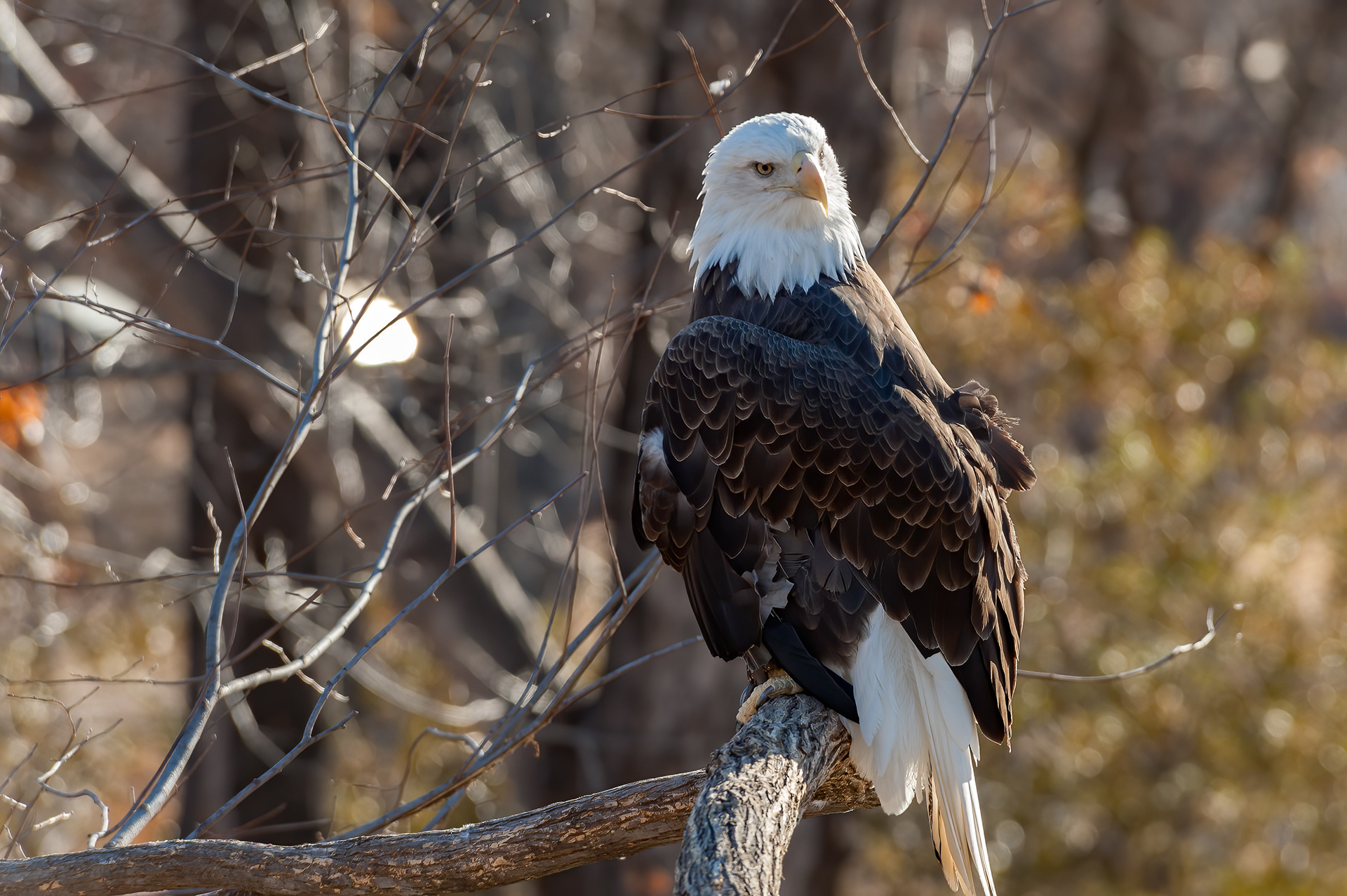 Bald Eagle (Haliaeetus leucocephalus)