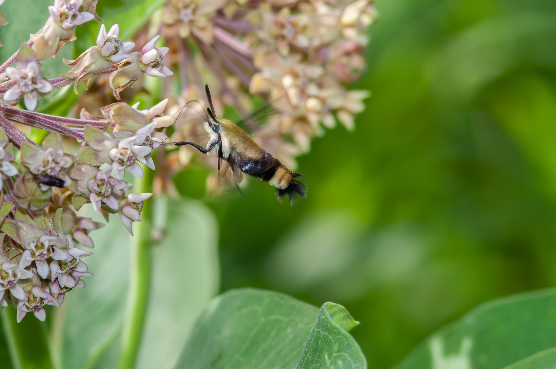 Snowberry Clearwing Moth (Hemaris diffinis)