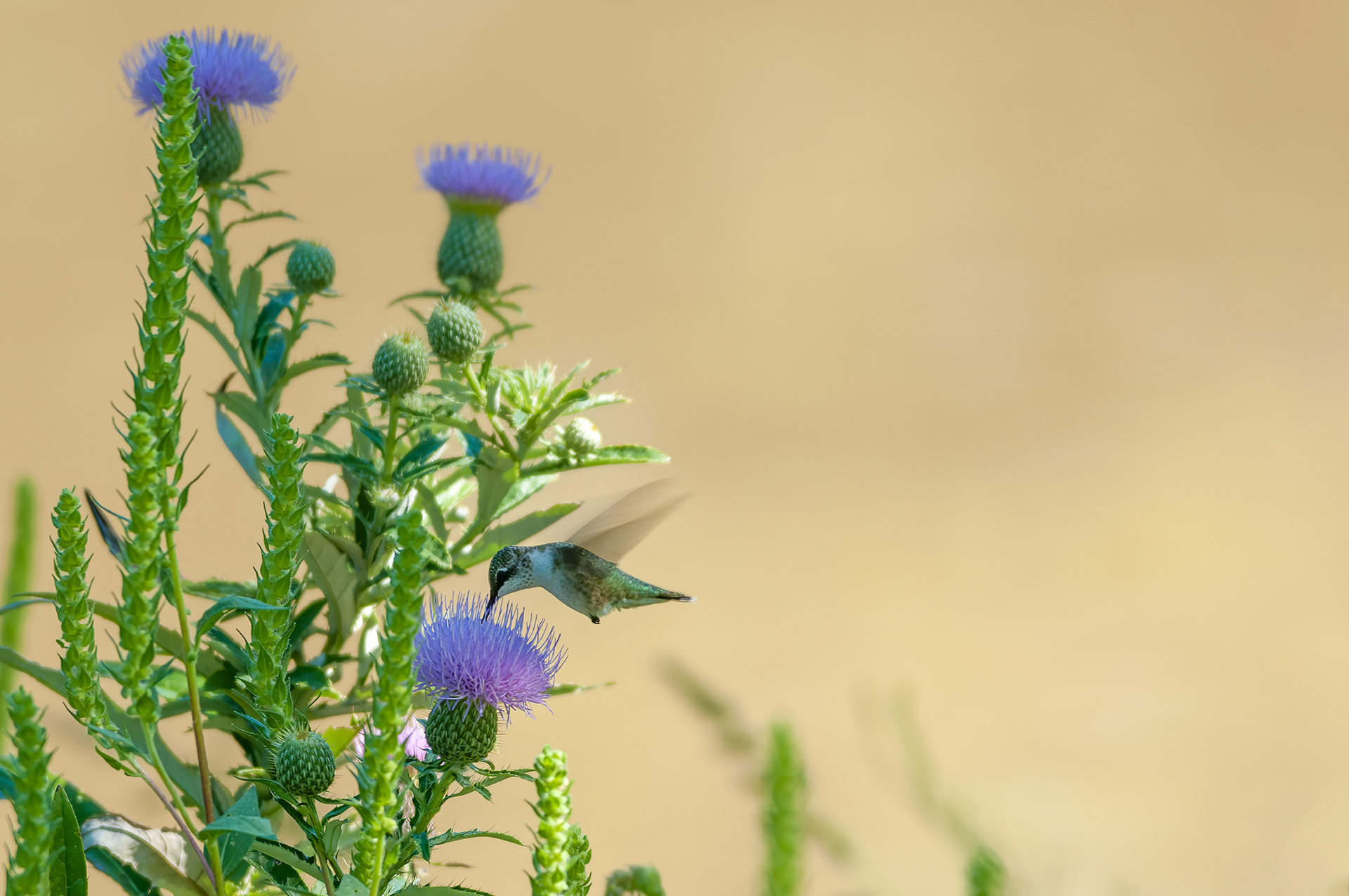 Ruby-throated Hummingbird - Female (Archilochus colubris))