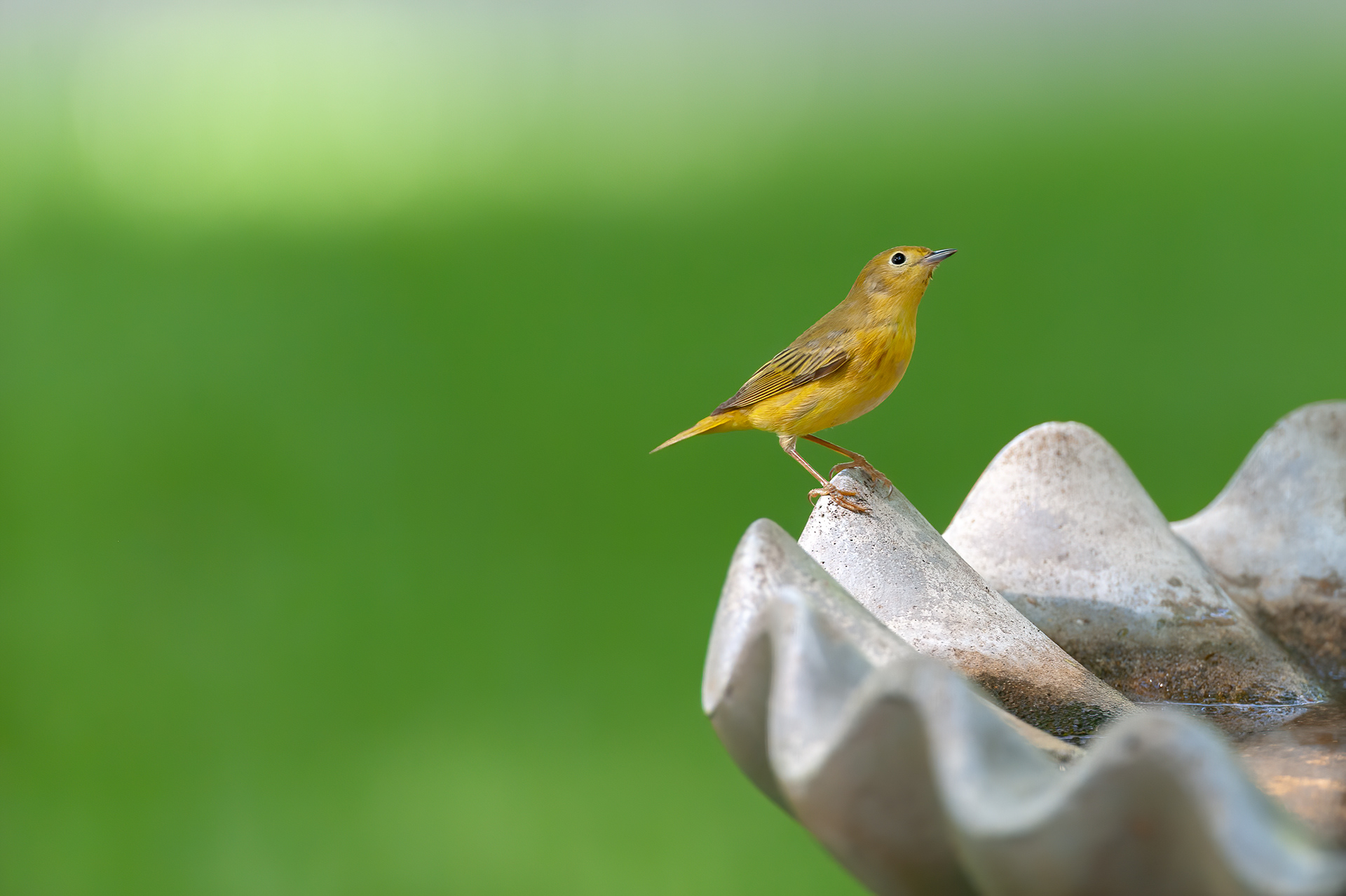 Yellow Warbler - Male (Setophaga petechia)