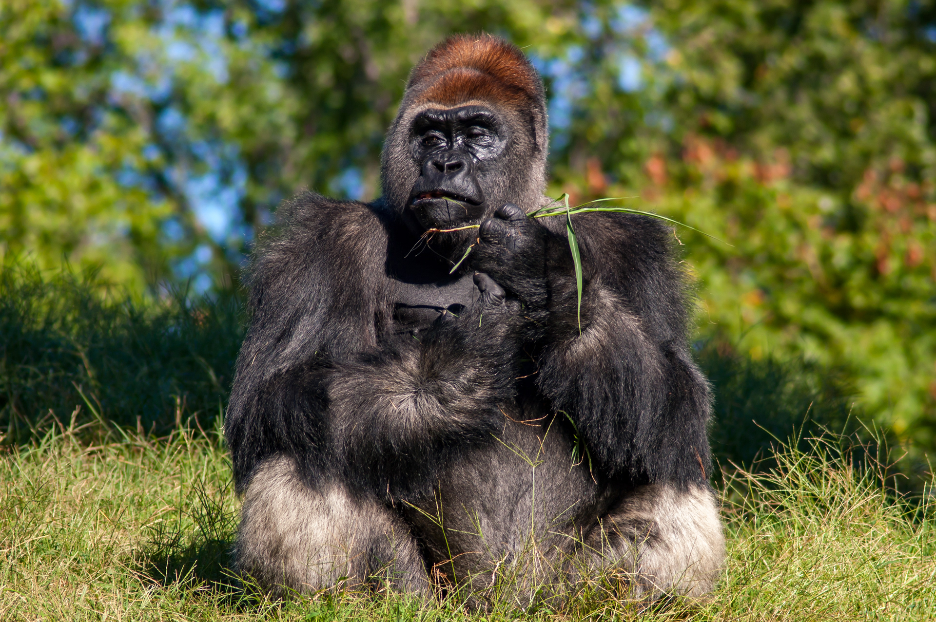Lowland Gorilla