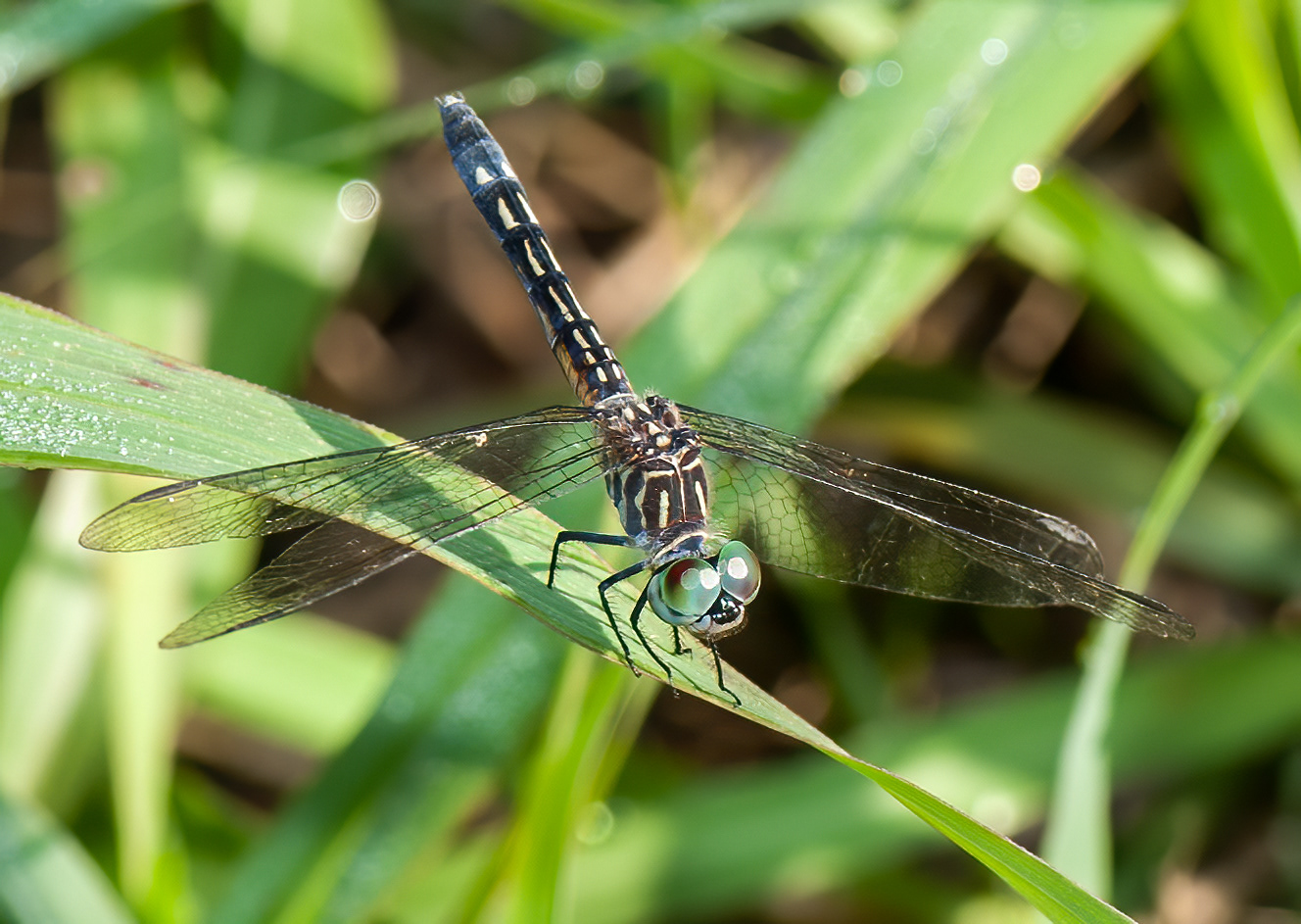 Blue Dasher (Pachydiplax longipennis)