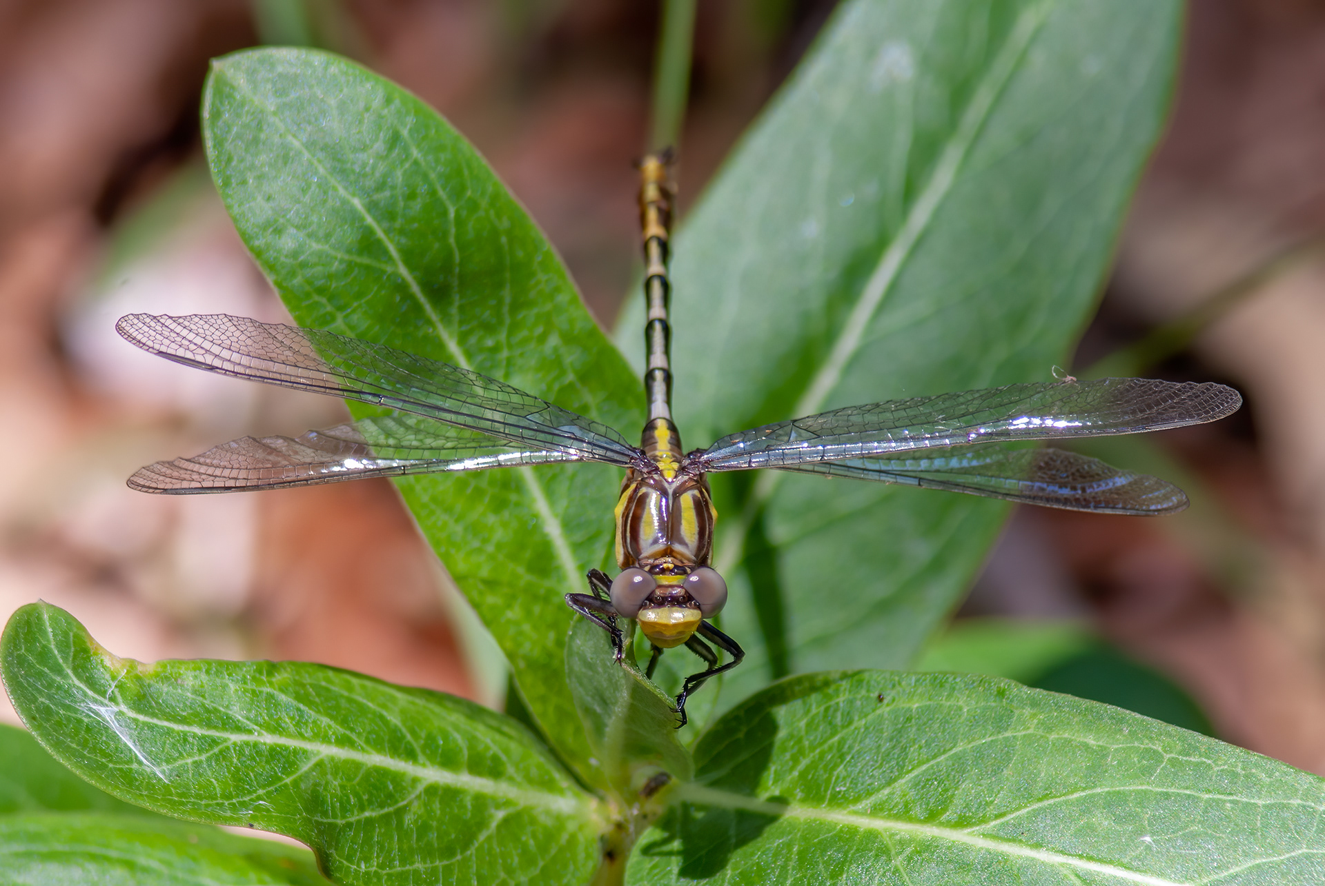 Sulphur-tipped Clubtail (Phanogomphus militaris)