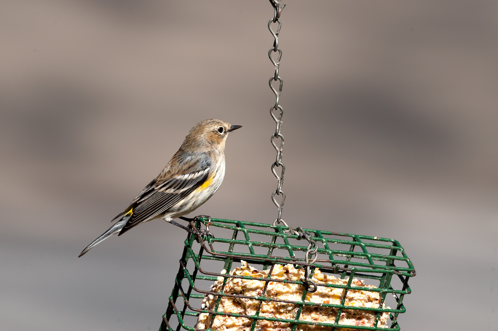 Yellow-rumped Warbler (Setophaga coronata)