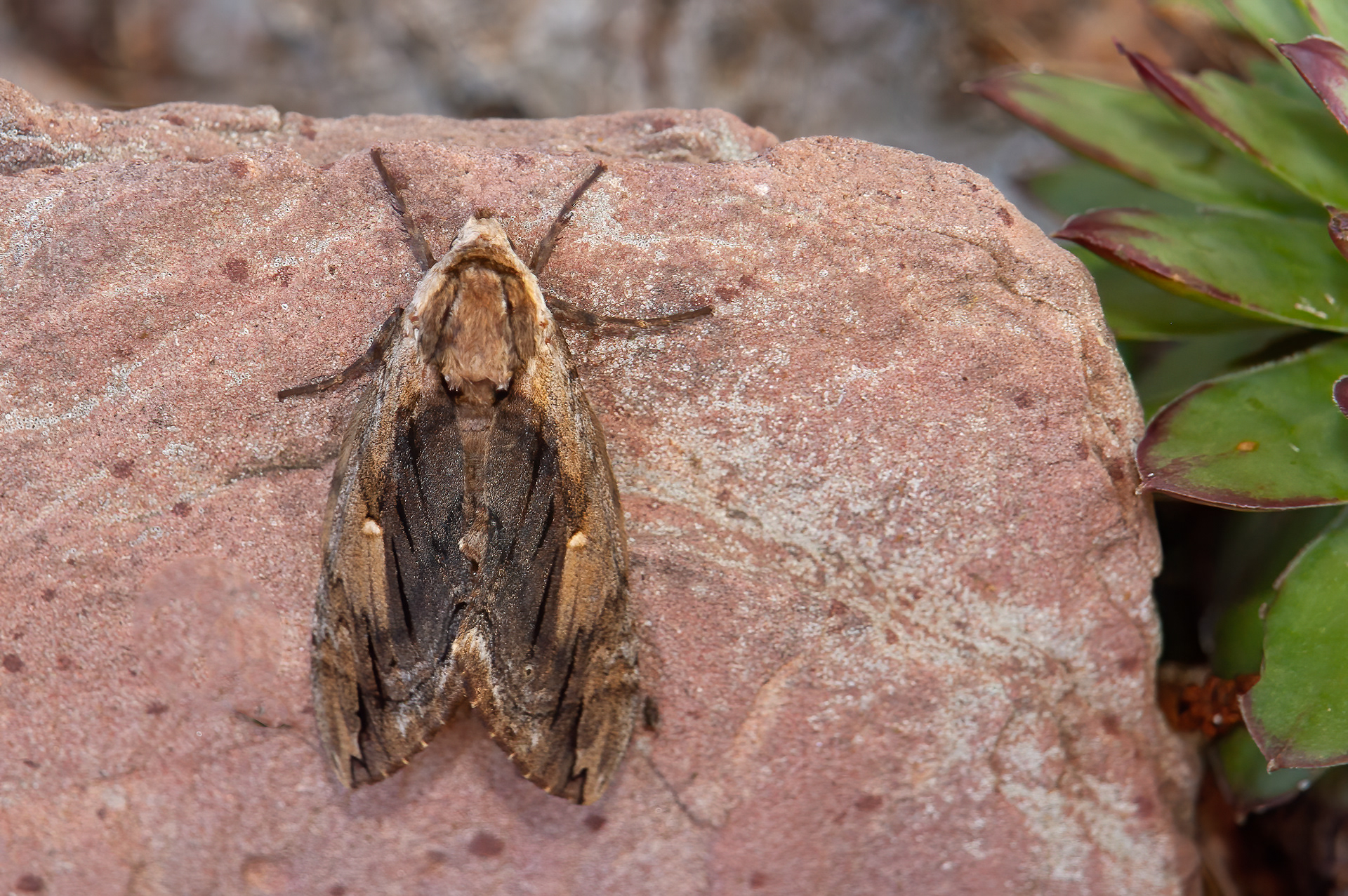 Elm Sphinx Moth (Ceratomia amyntor)