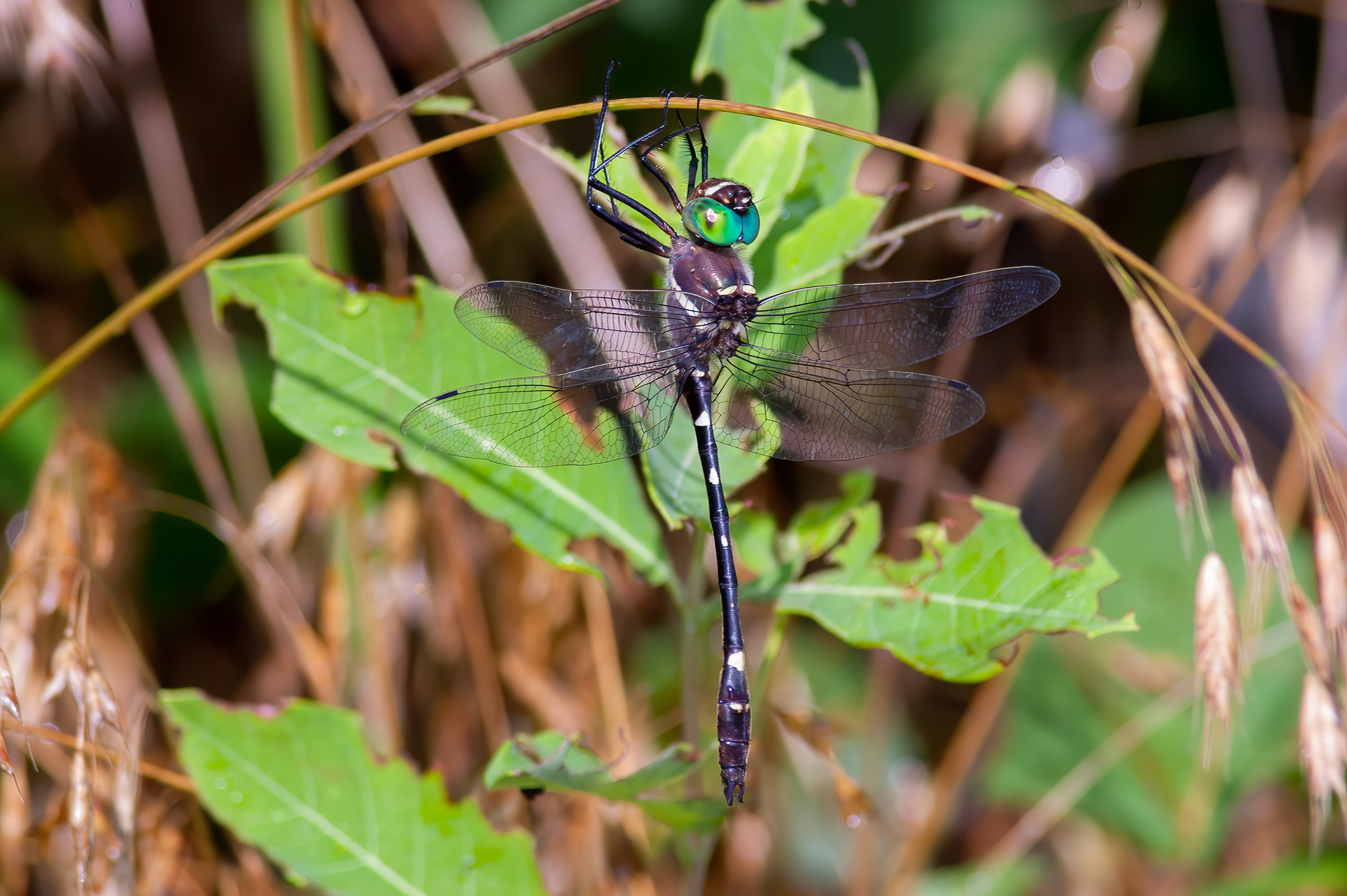 Swift River Cruiser (Macromia illinoiensis) ODC Record #7312