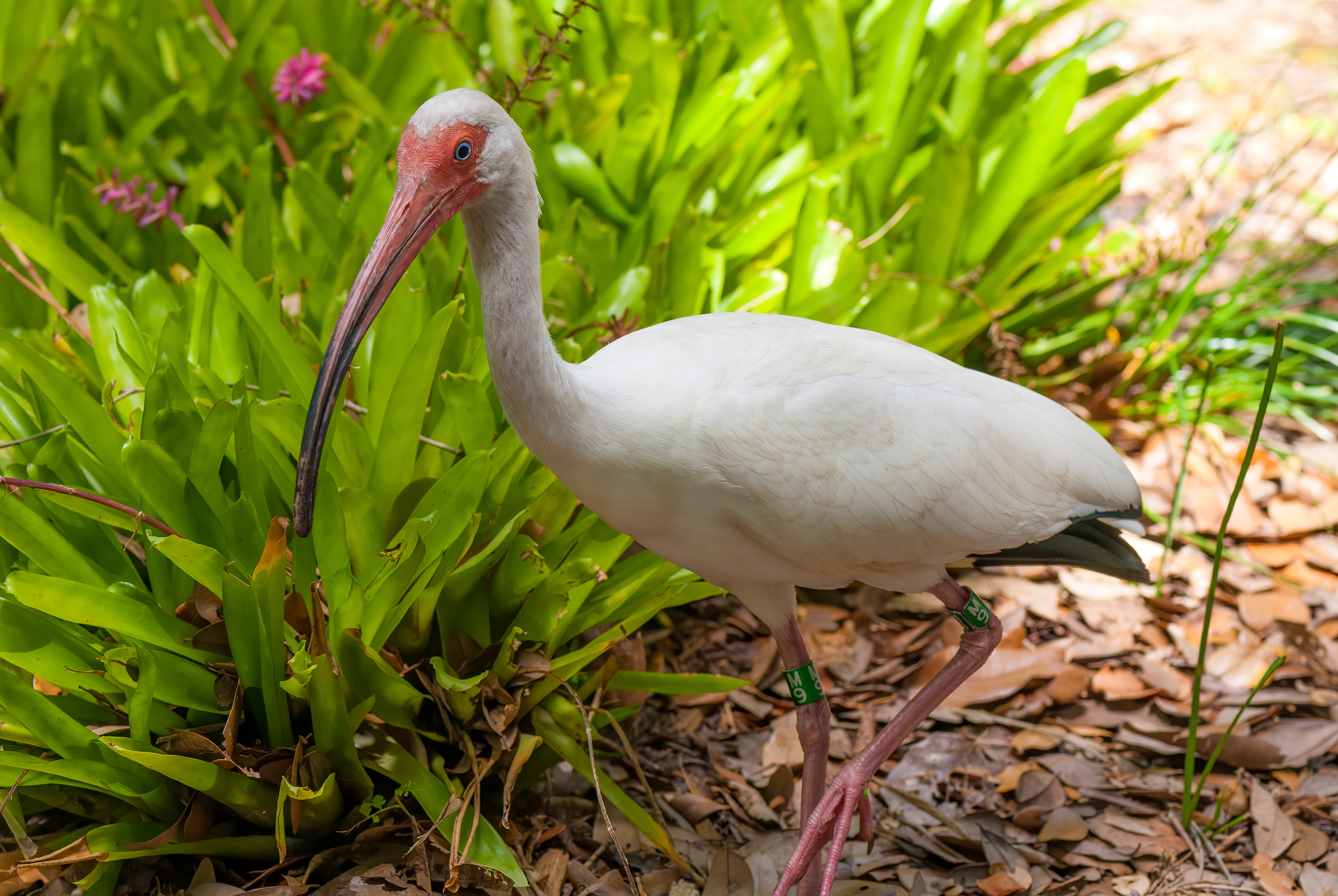 American White Ibis (Eudocimus albus)