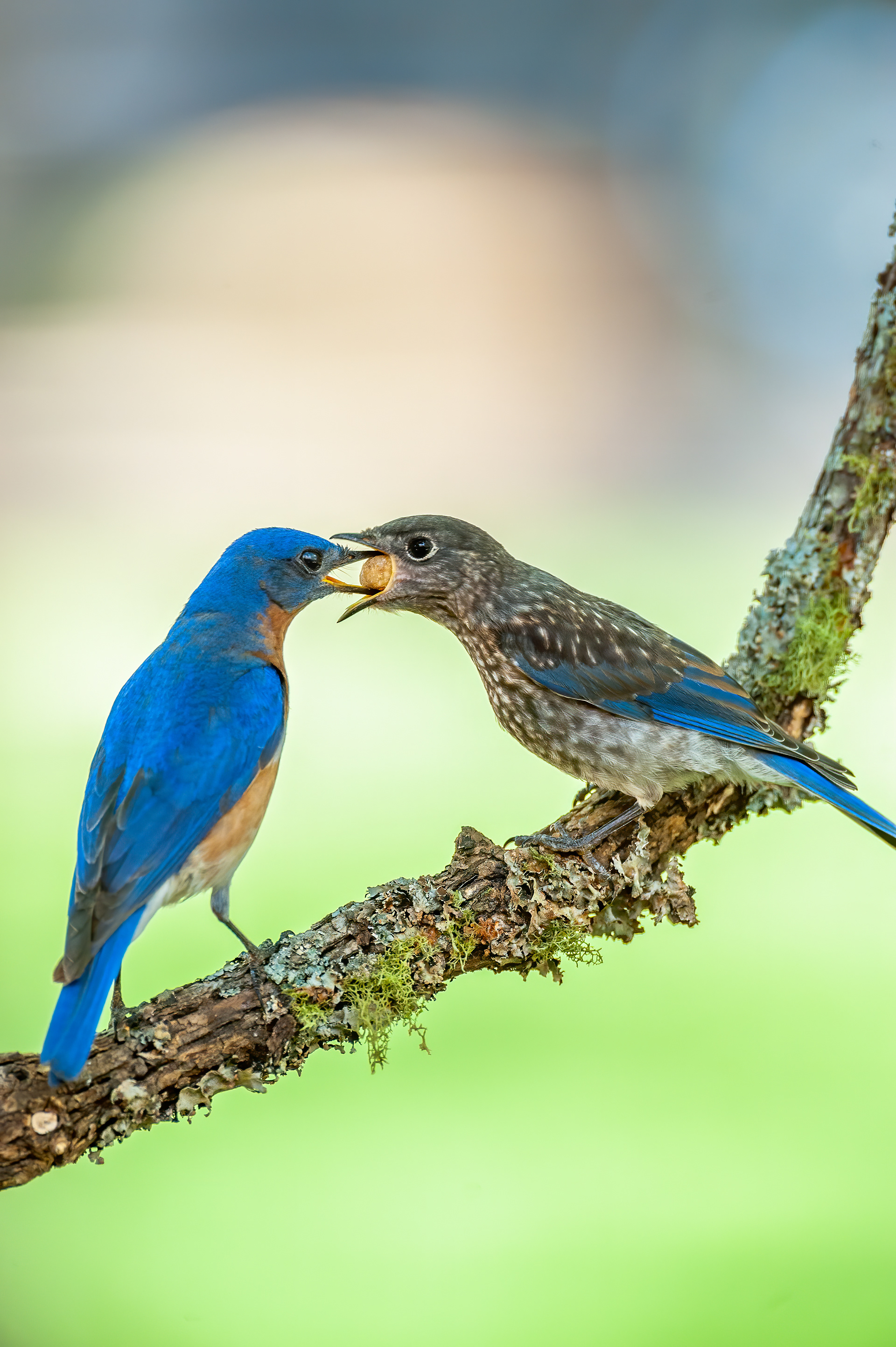Male Feeding young