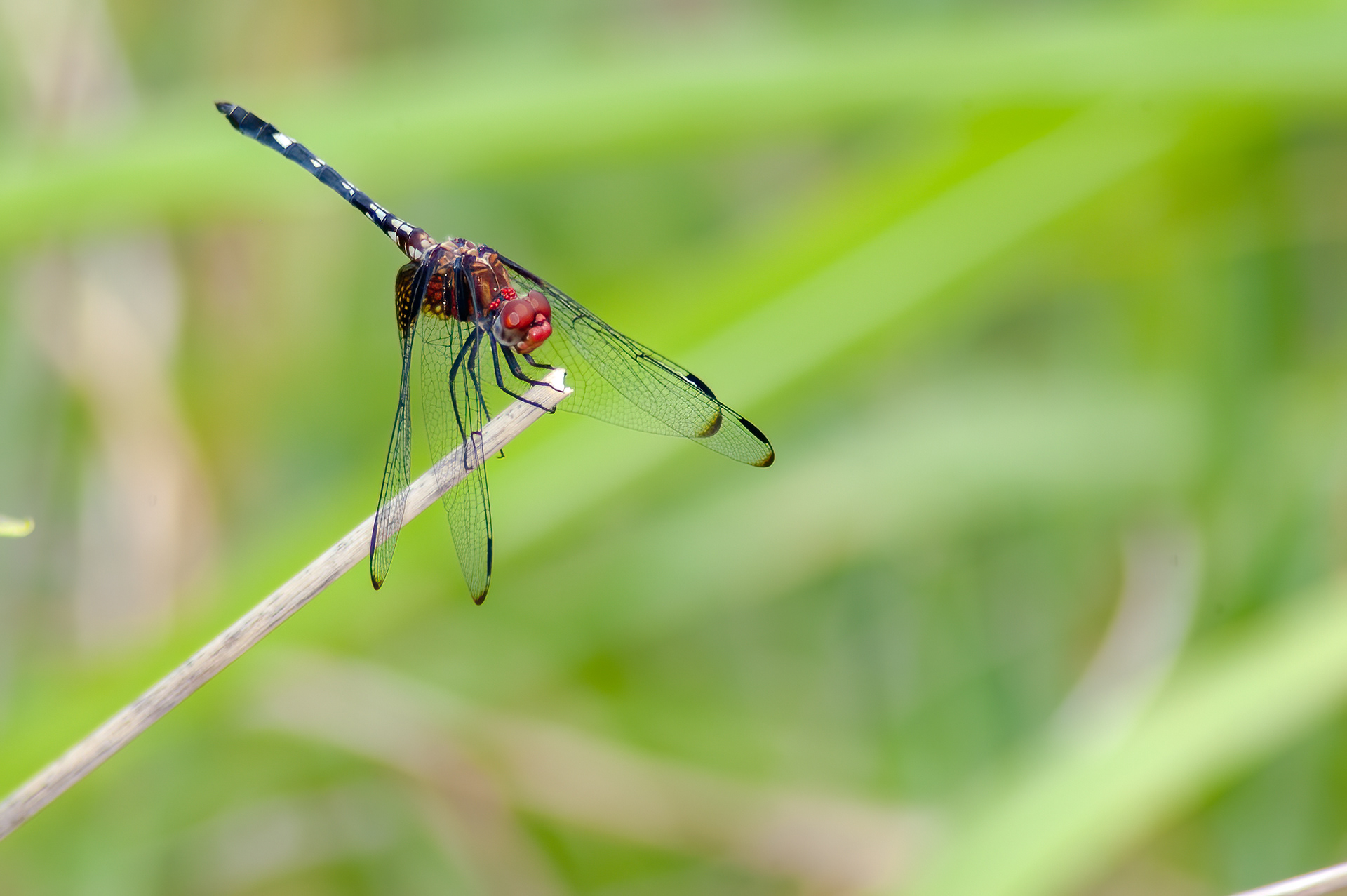 Checkered Setwing (Dythemis fugax)