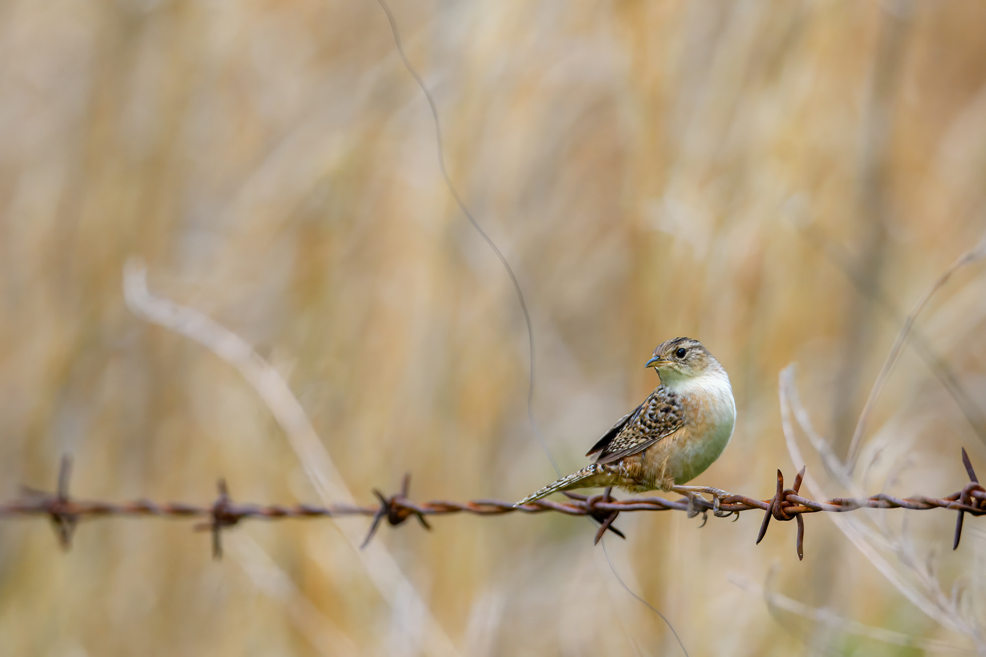 Marsh Wren (Cistothorus palustris)