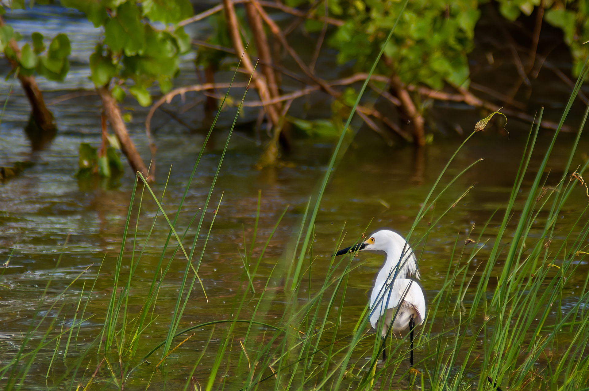 Snowy Egret (Egretta thula)