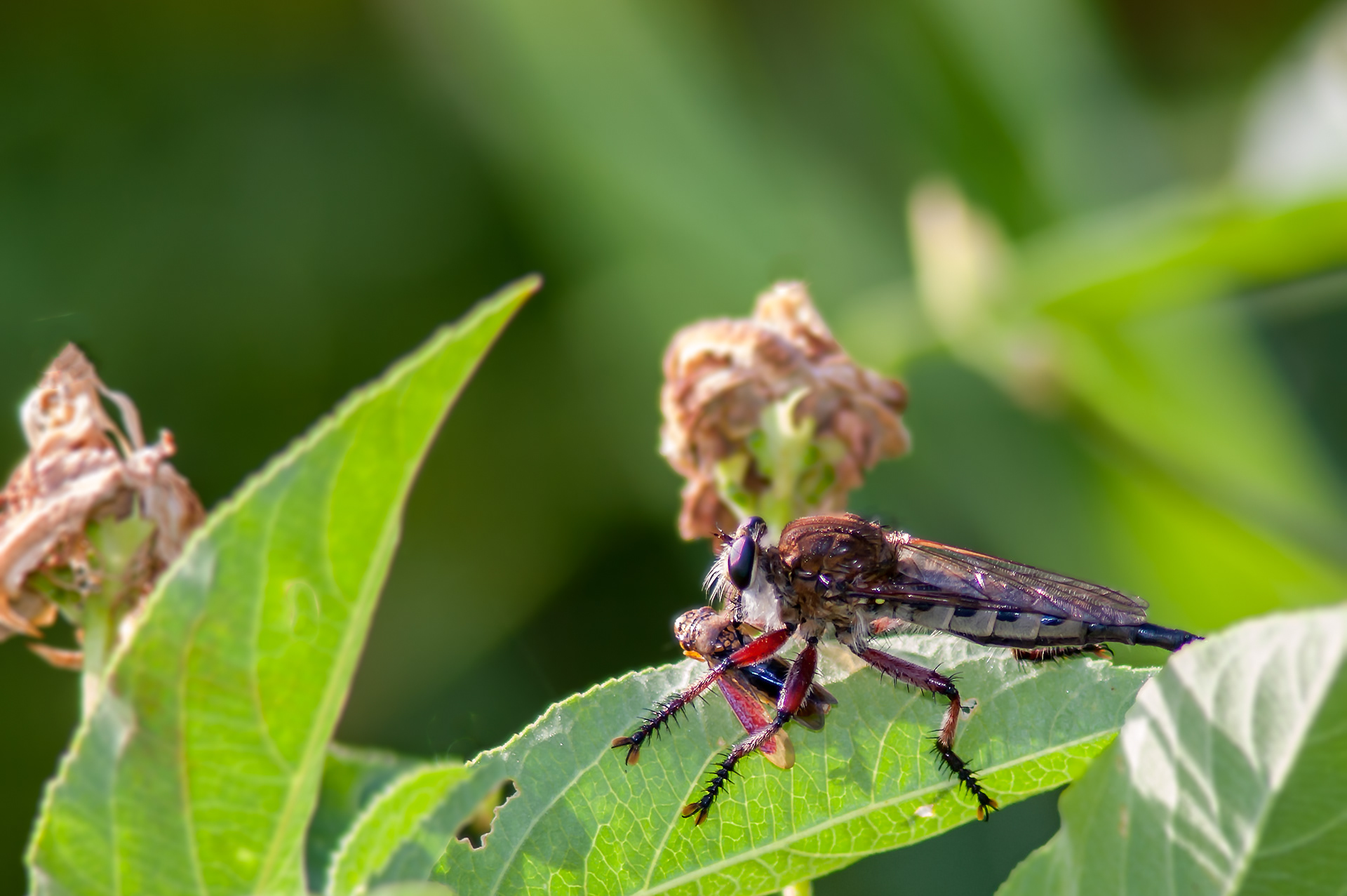 Robber Fly