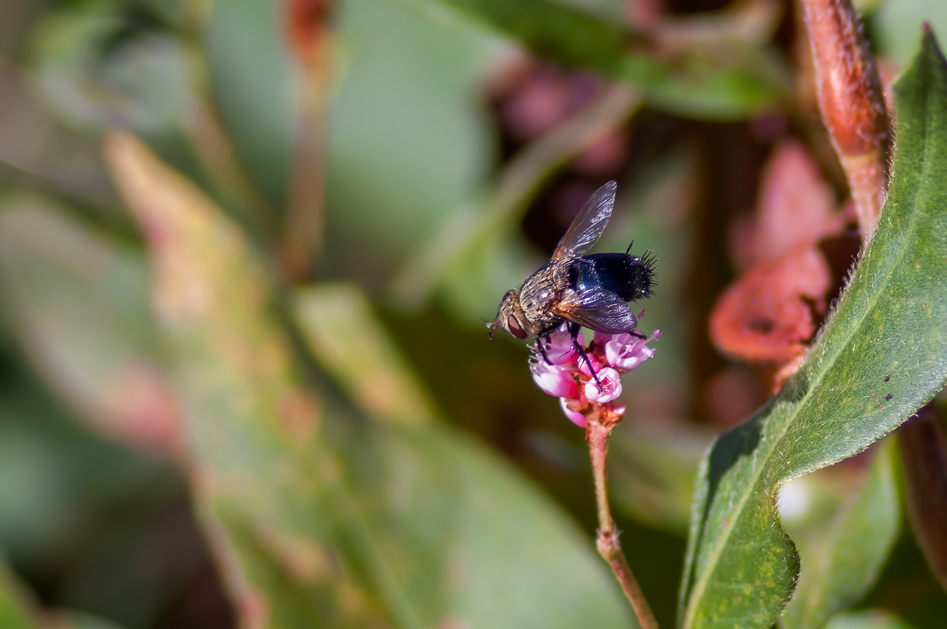 Tachnid Fly (Peleteria spp.)