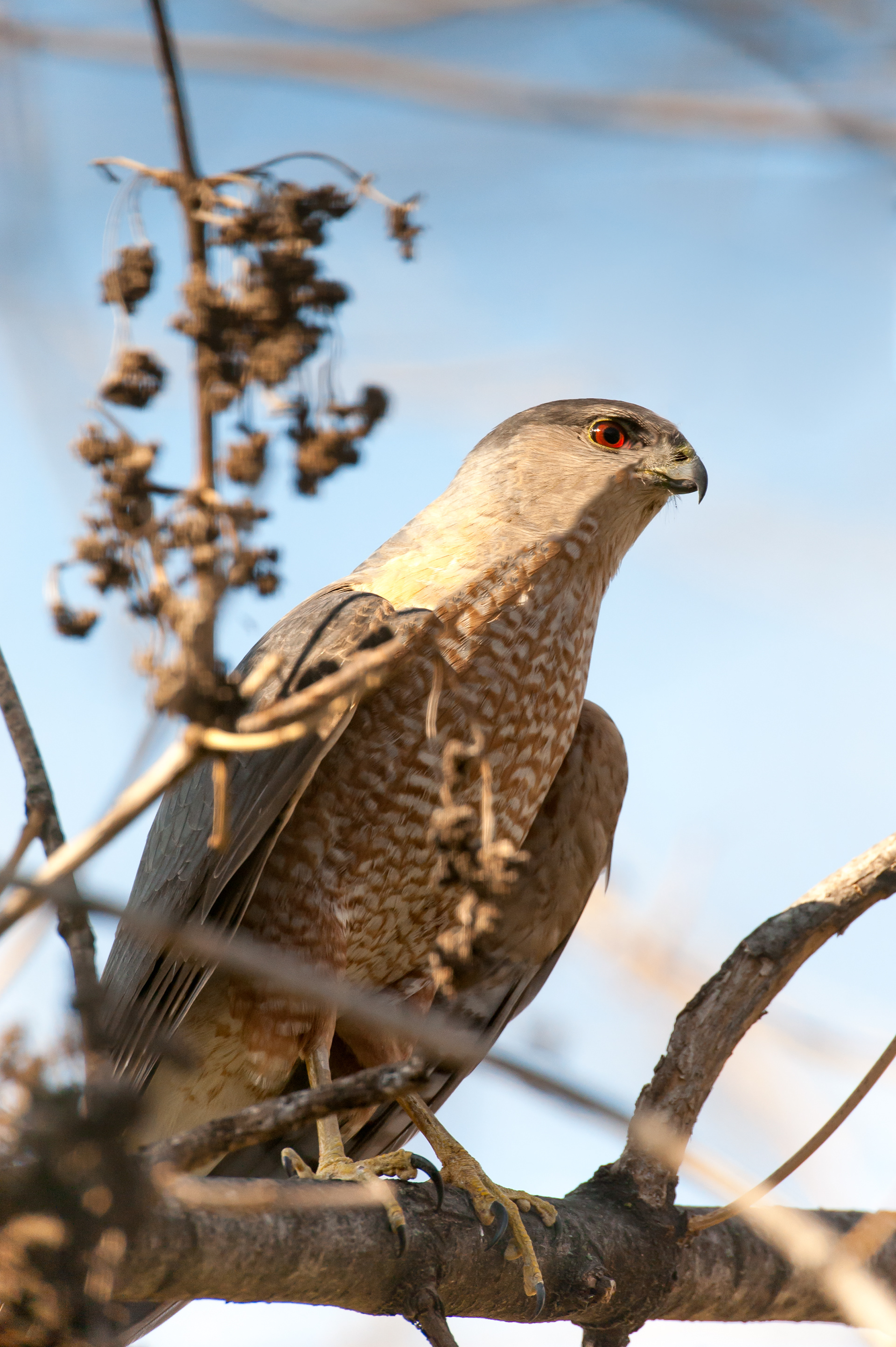 Sharp-shinned Hawk (Accipiter striatus)