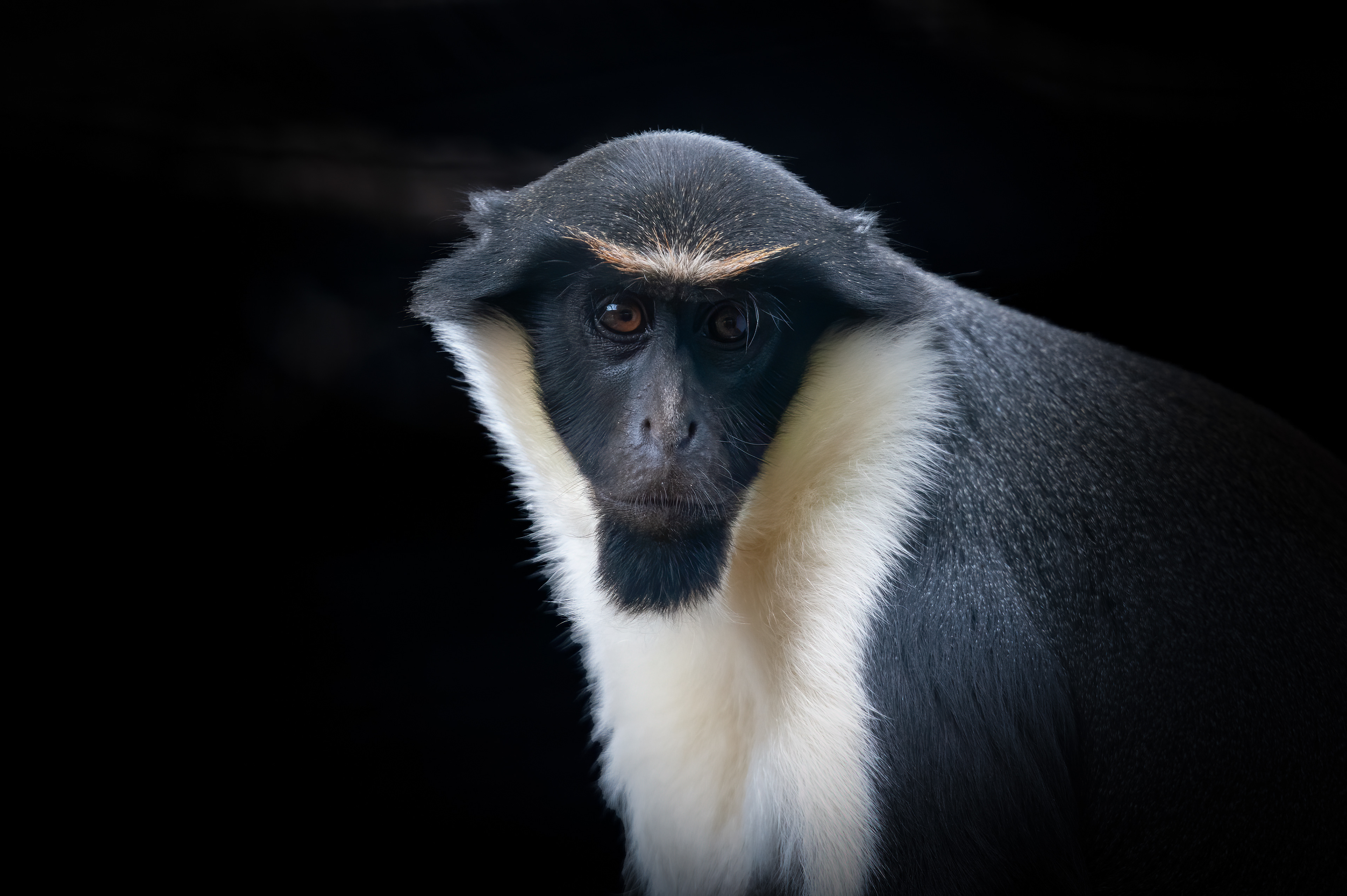 Diana Monkey