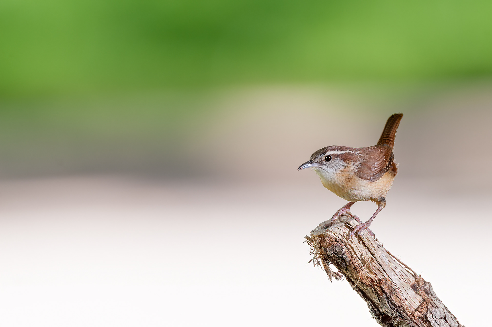 Carolina Wren
