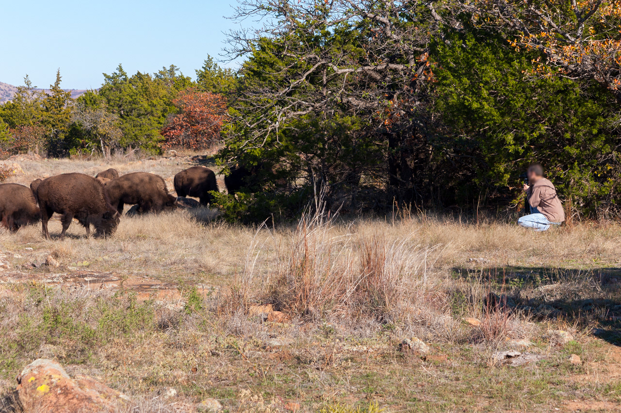Getting This Close To A Bison IS Not Only Dangerous, Iy Is Illegal In National Pakrs and Regunges