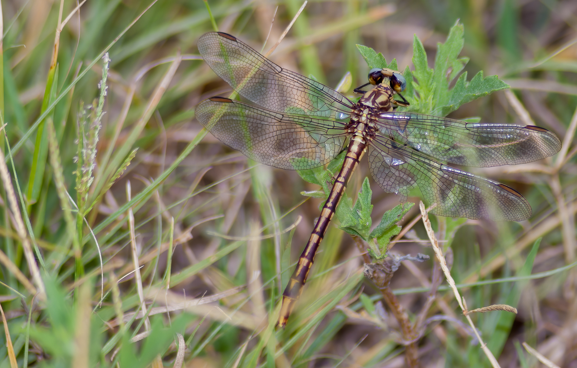 Common Sanddragon (Progomphus obscurus)