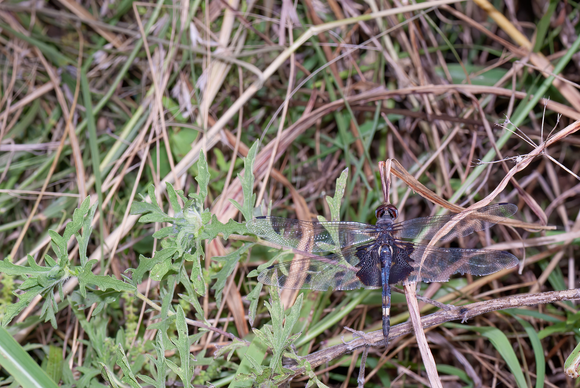 Black Saddlebags (Tramea lacerata)