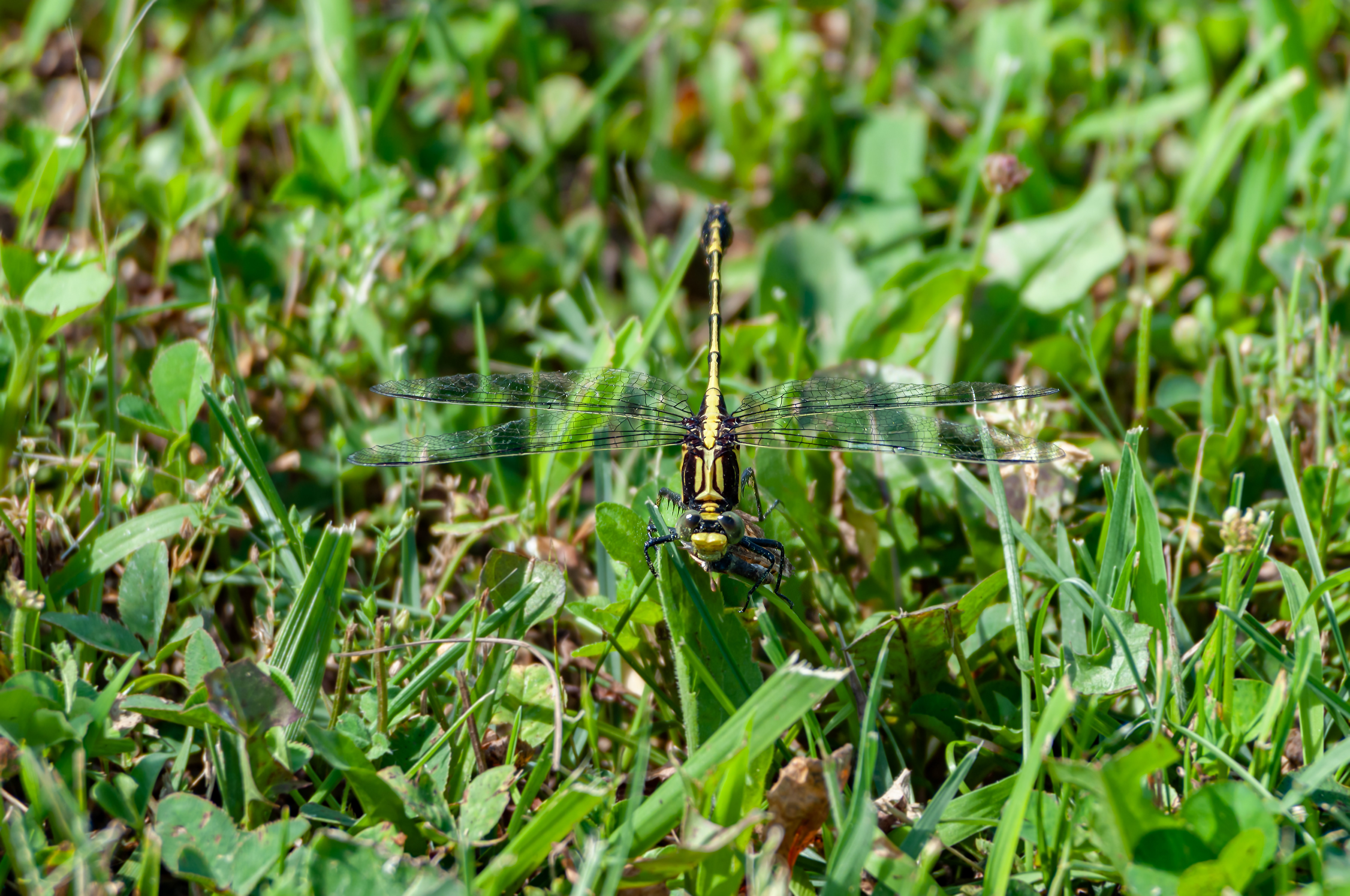 Black-shouldered Spinylrg (Dromogomphus spinosus) ODC Record #320178