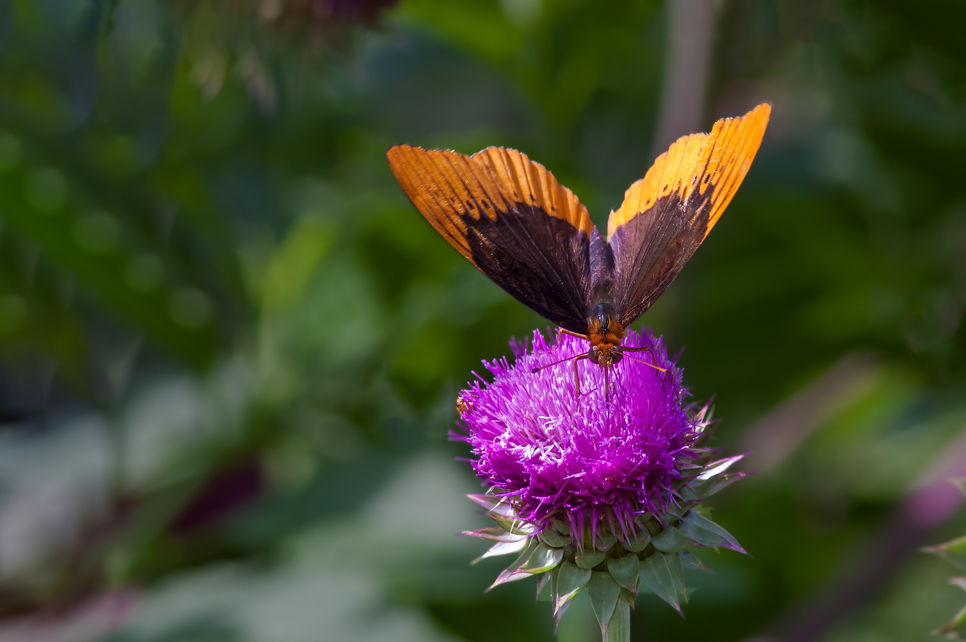 Diana Fritillary Butterfly