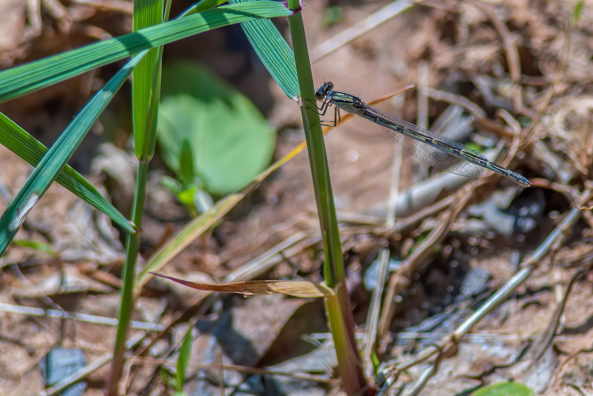 Stream Bluet (Enallagma exsulans)