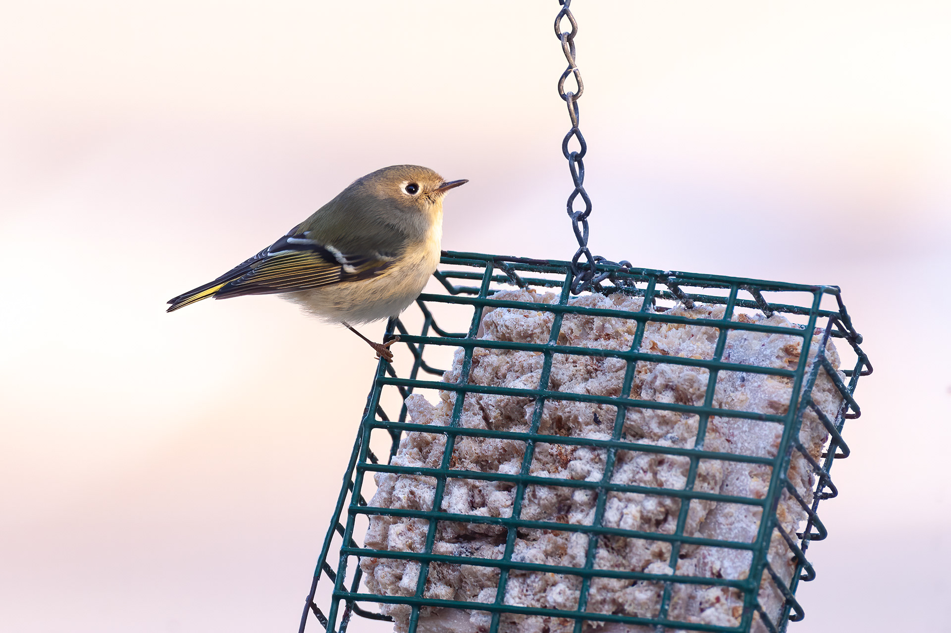 Ruby-crowned Kinglet (Regulus calendula))