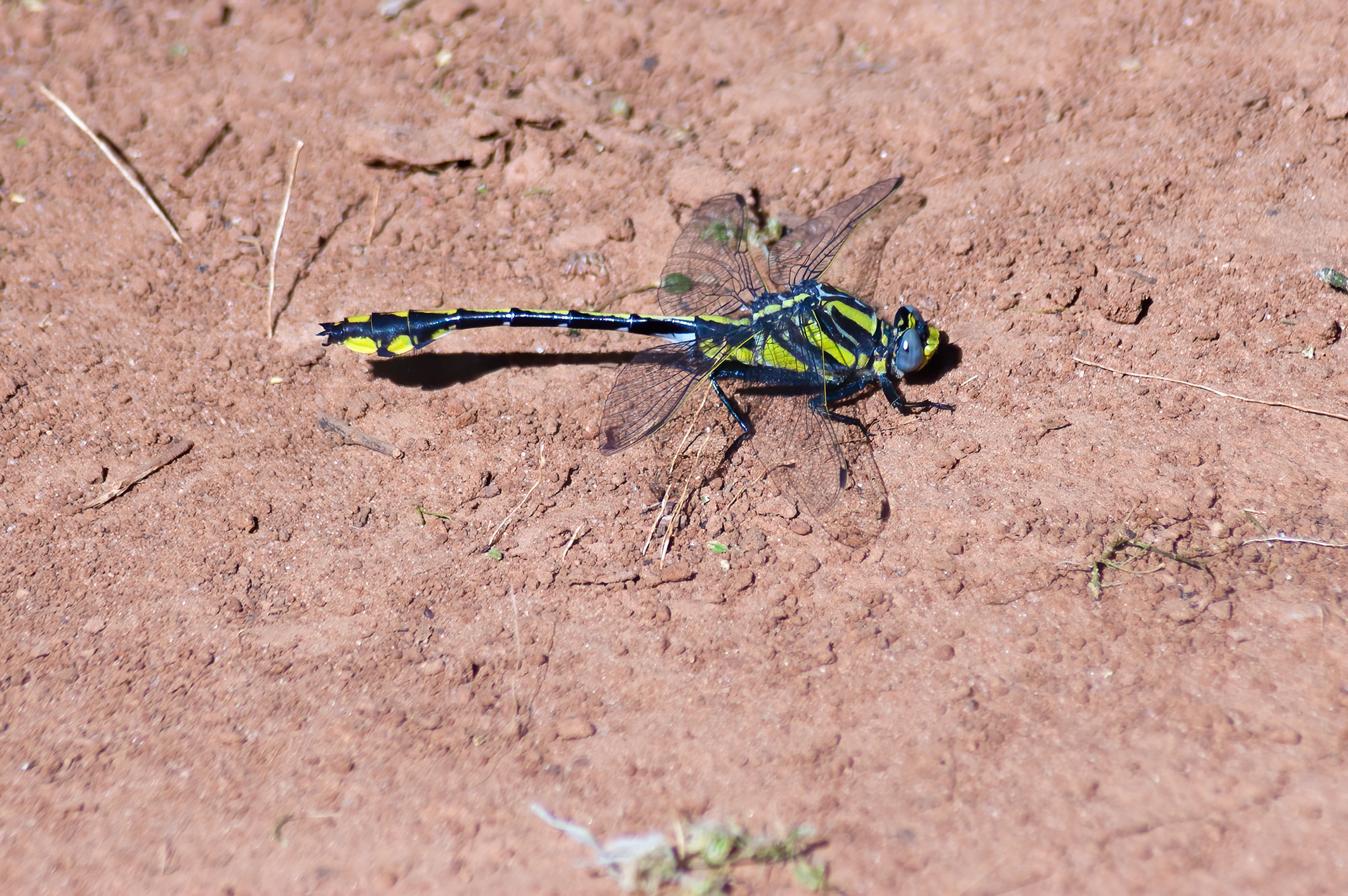 Cobra Clubtail (subgenus Gomphurus)