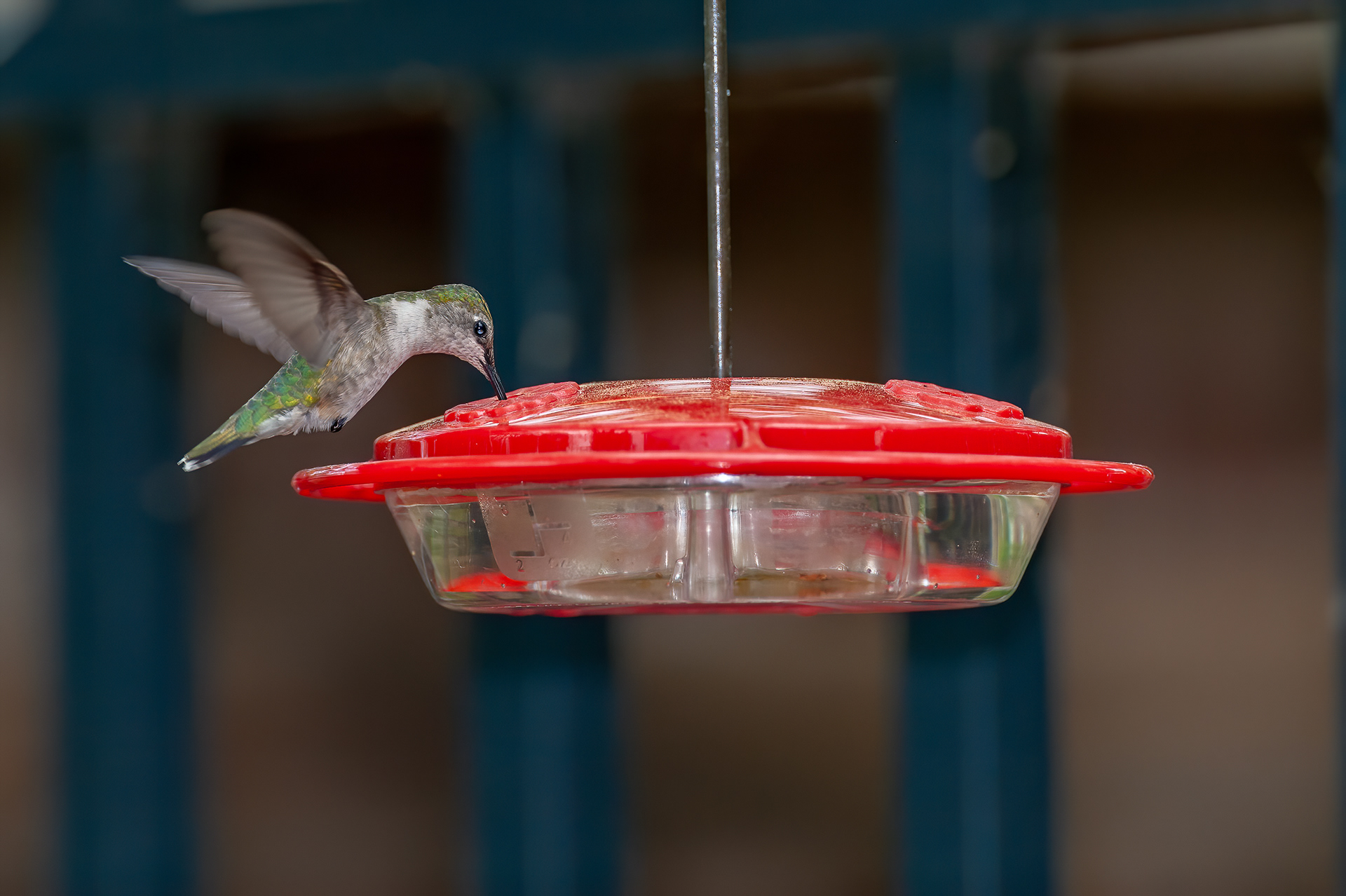 Ruby-throated Hummingbird - Female (Archilochus colubris))