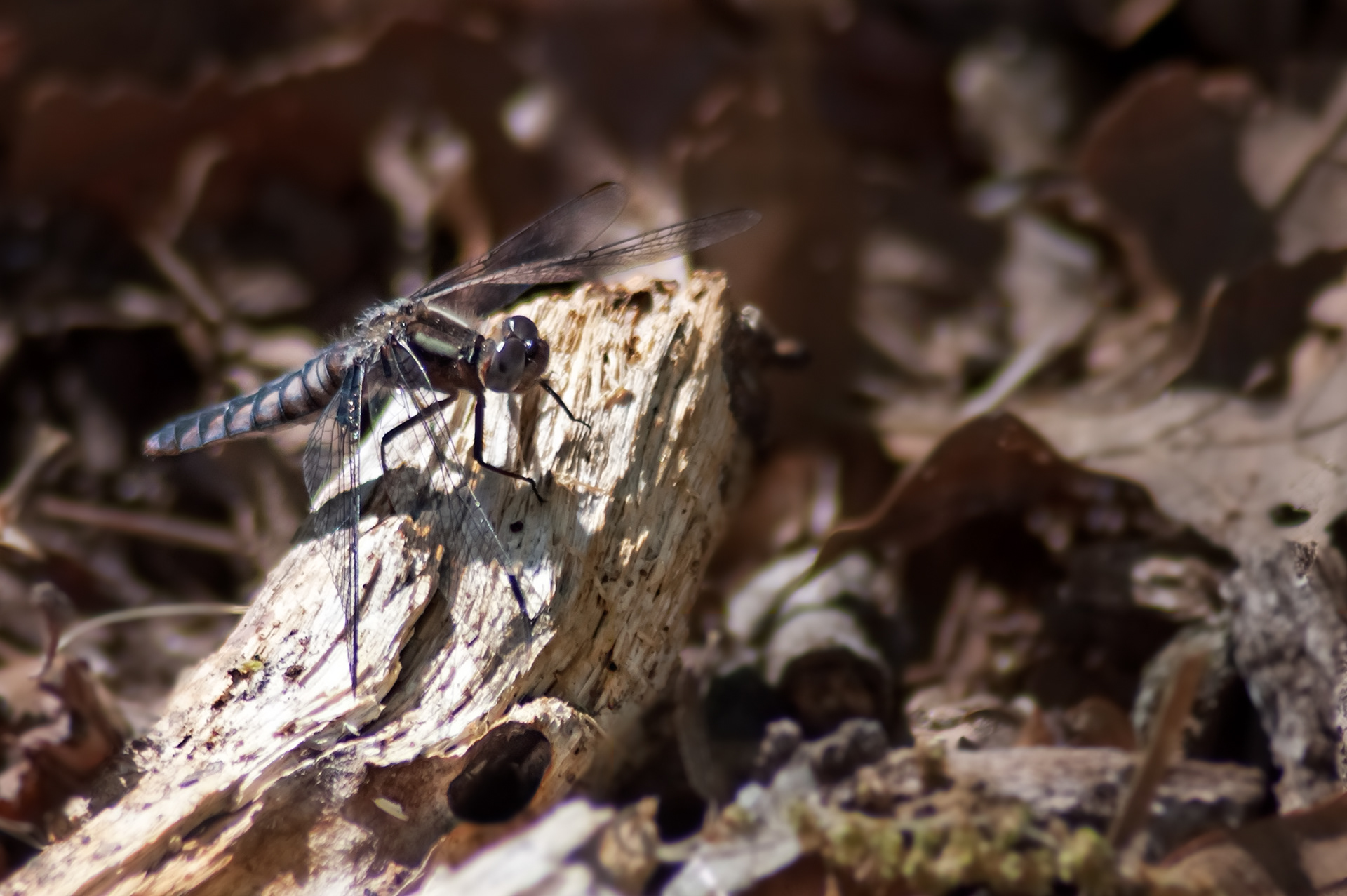 Blue Coproral (Ladona deplanata)