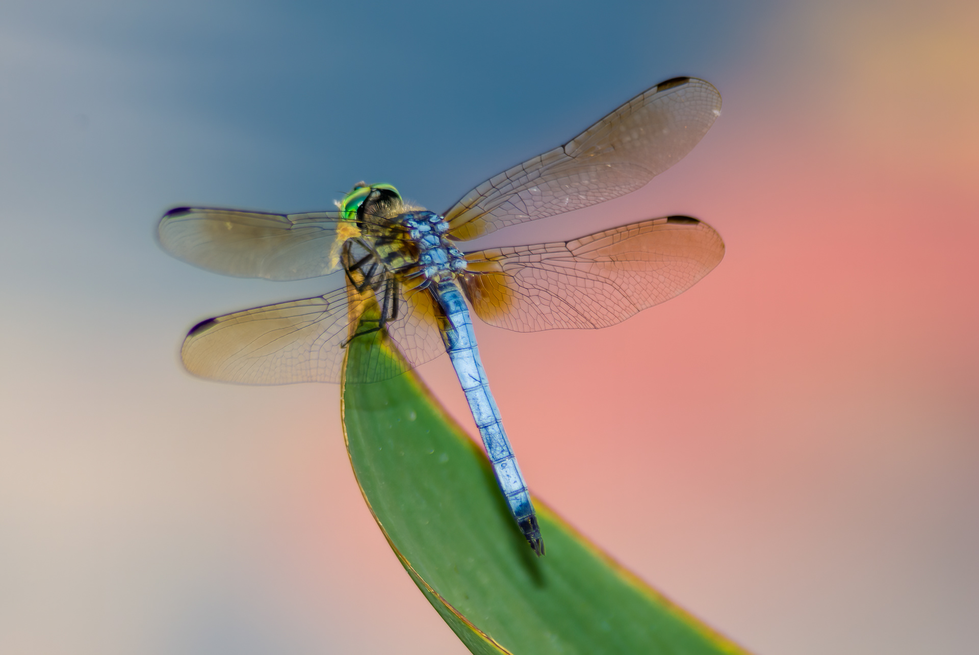 Blue Dasher (Pachydiplax longipennis)