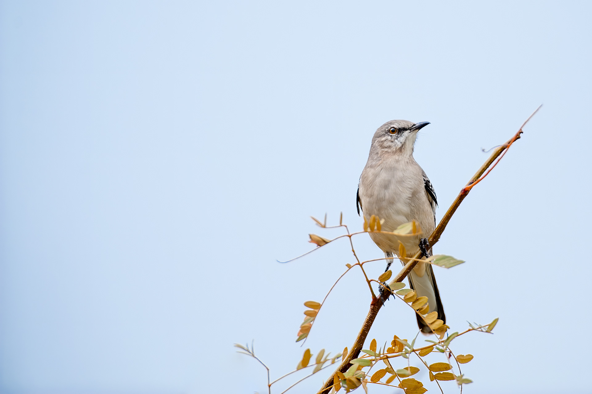 Northern Mockingbird