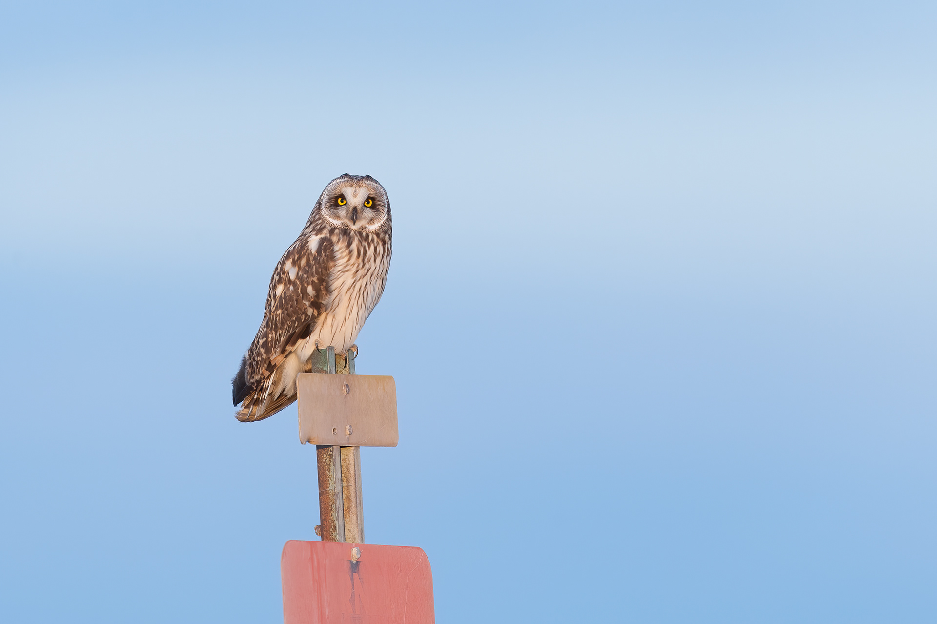 Short-eared Owl (Asio flammeu)